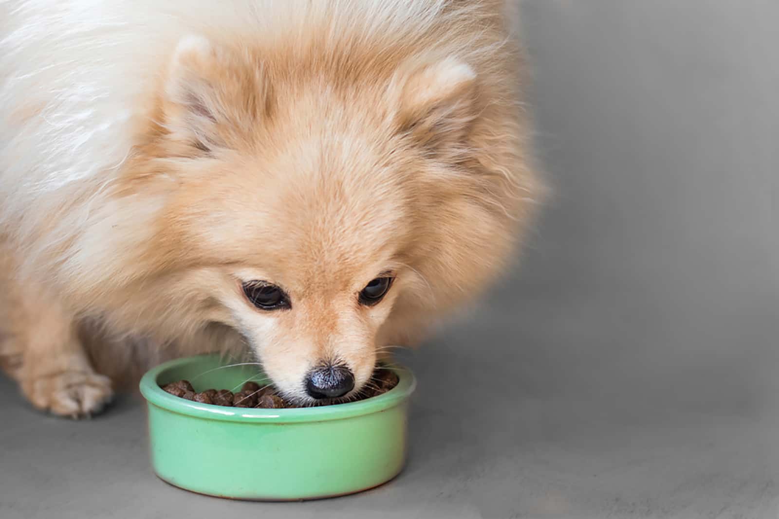 pomeranian dog eating from a green bowl