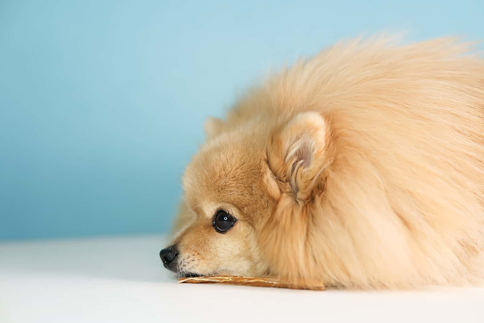 pomeranian dog lying with stick treat