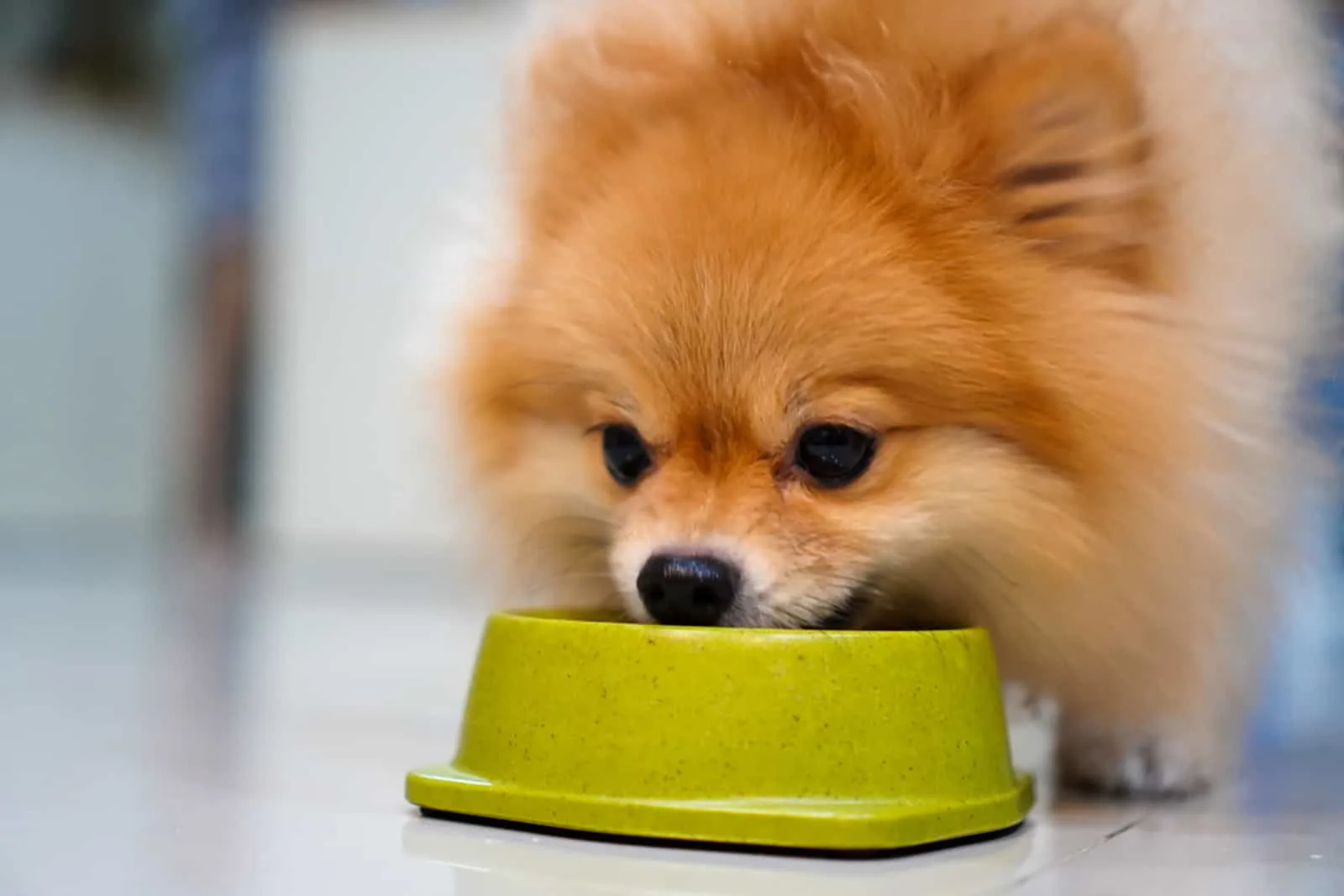 pomeranian puppy eating from the bowl