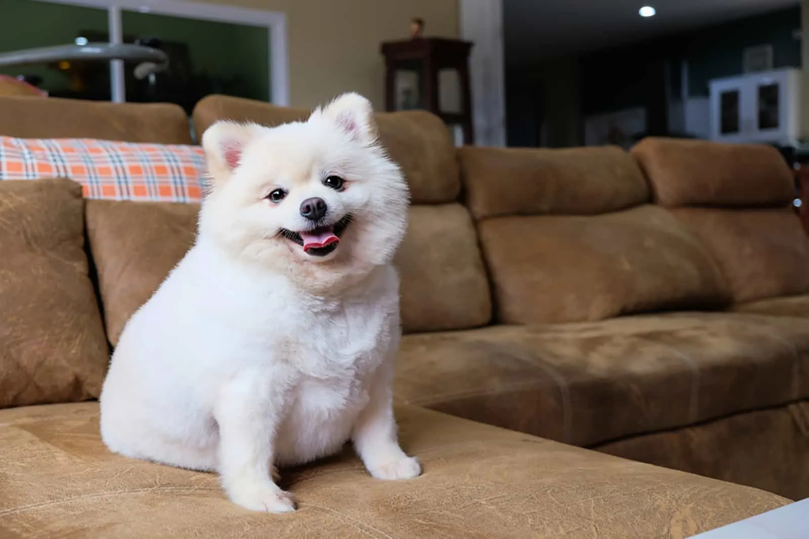 pomeranian puppy sitting on the couch