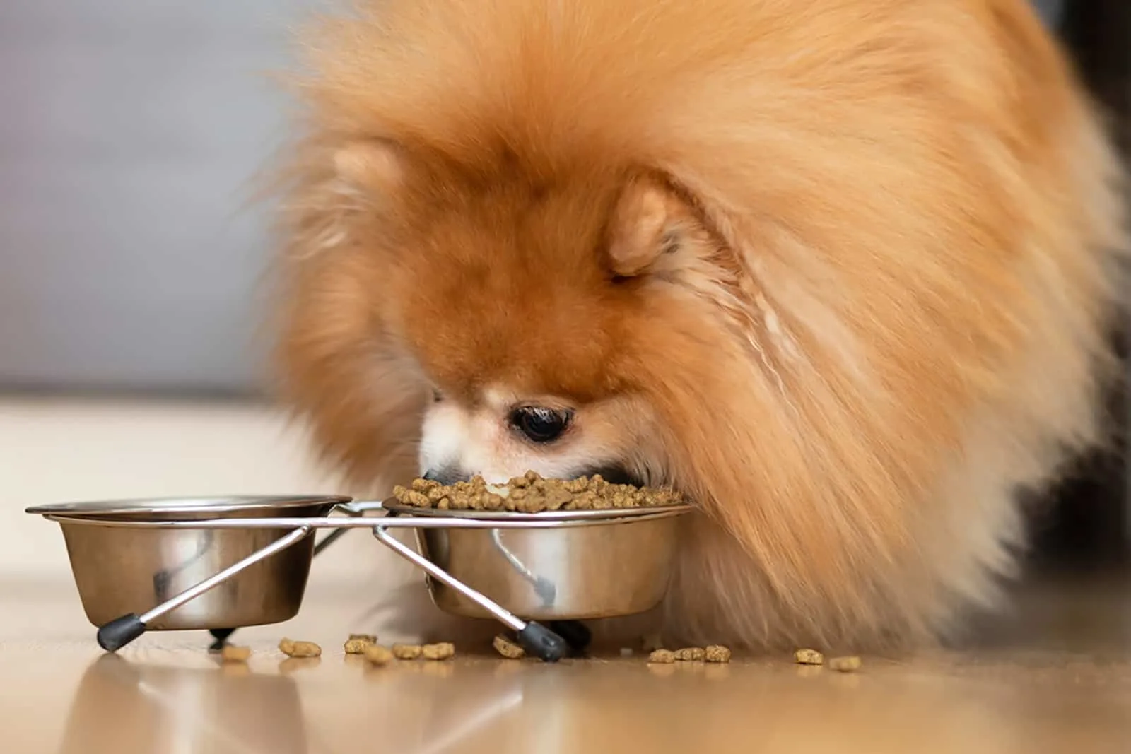 pomeranian spitz dog eating dry food from a metal bowl