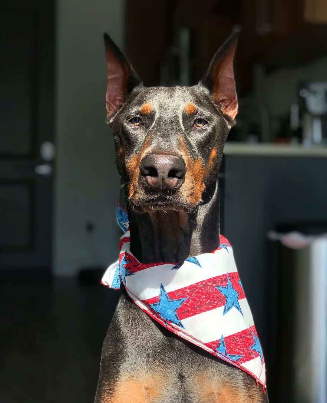 portrait of a blue doberman