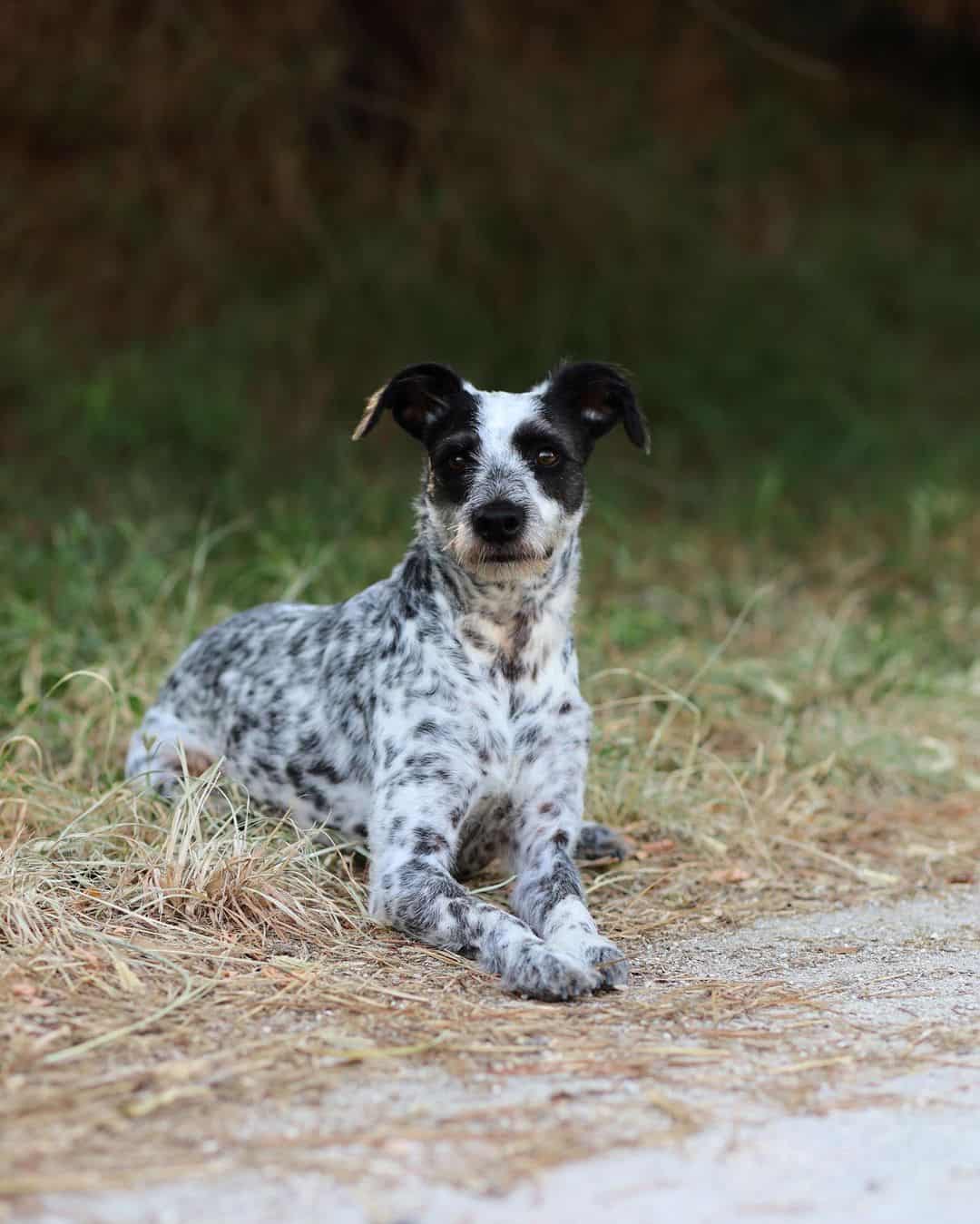 portrait of a dalmadoodle