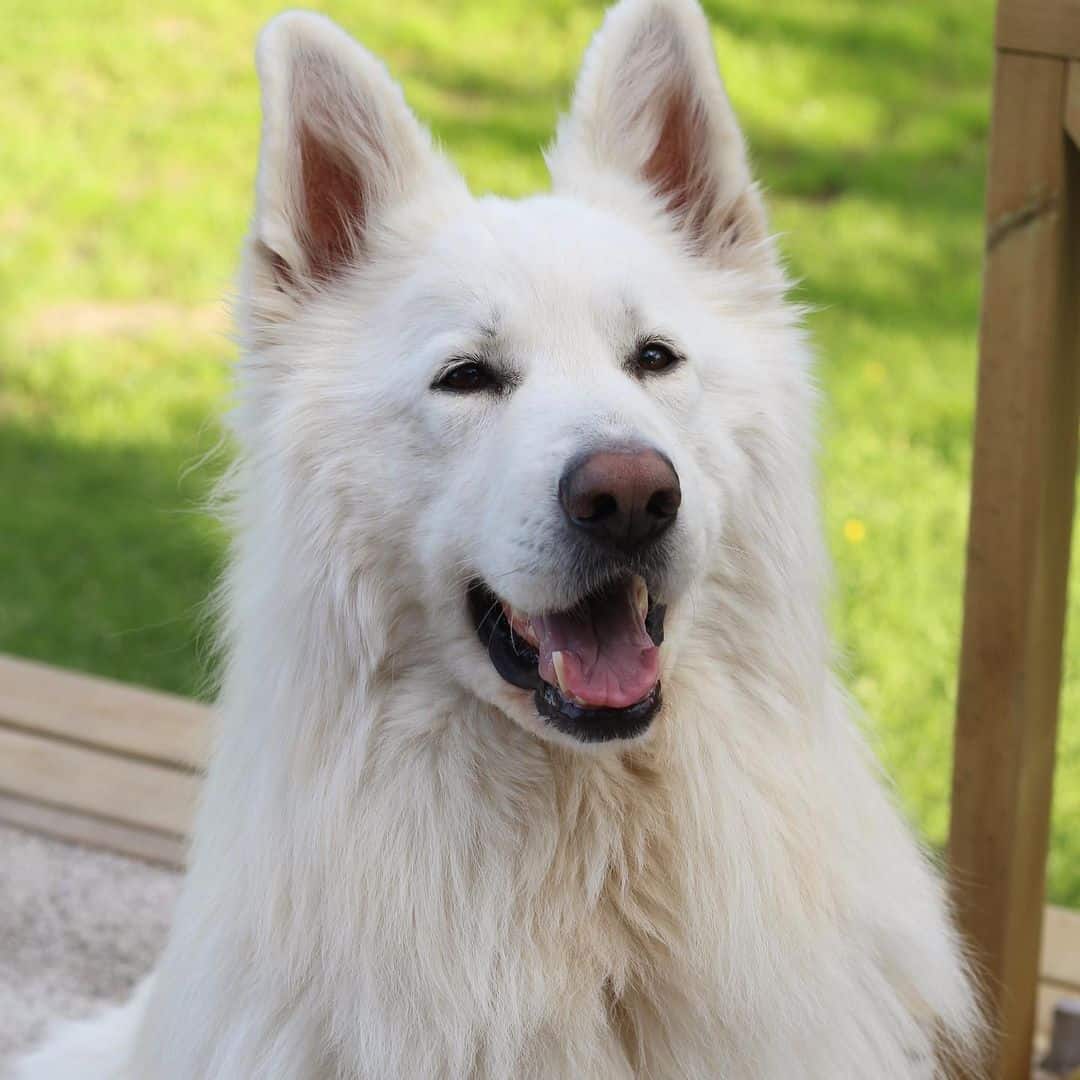 portrait of a white german shepherd