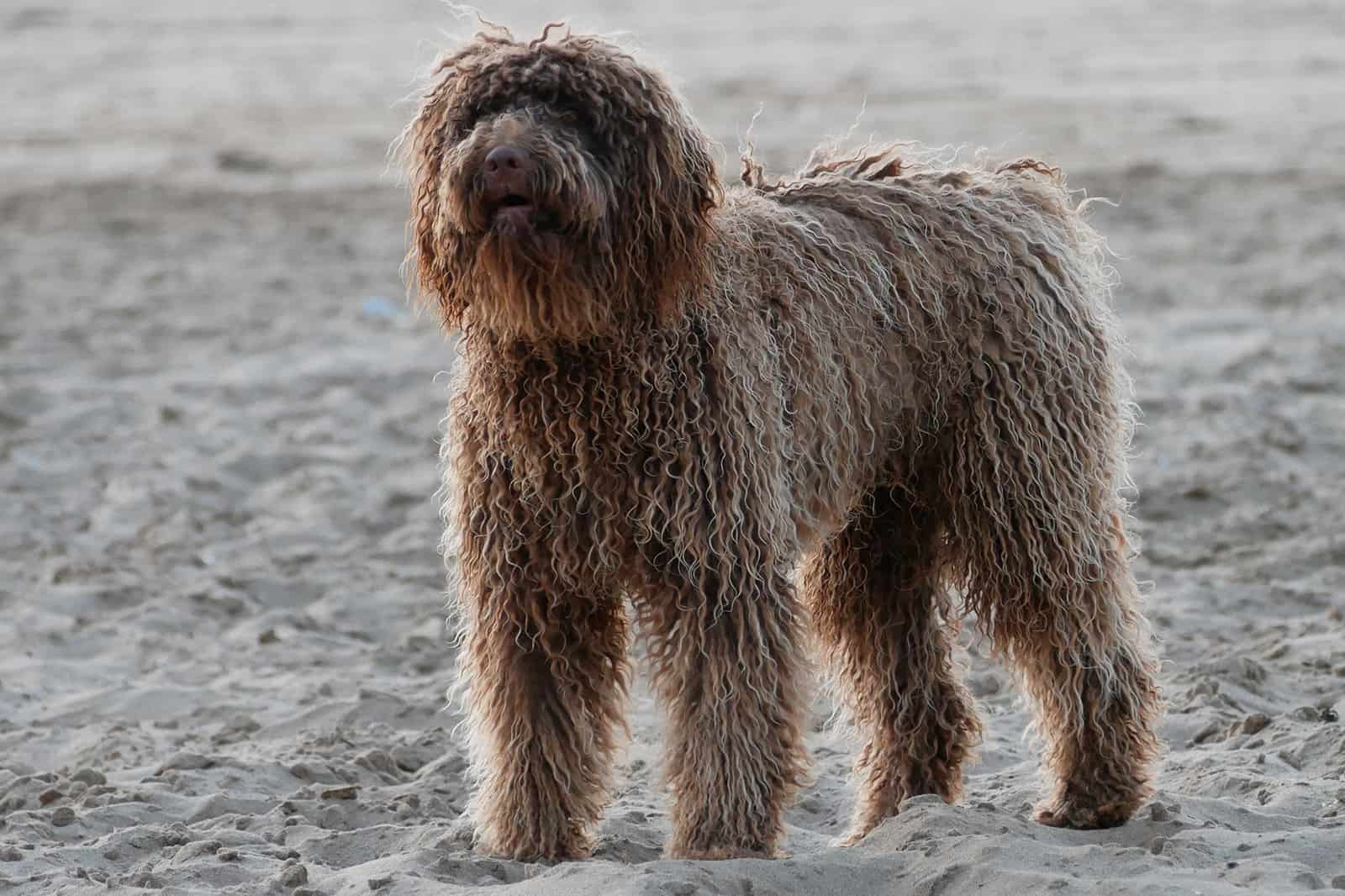 portuguese water dog in the beach