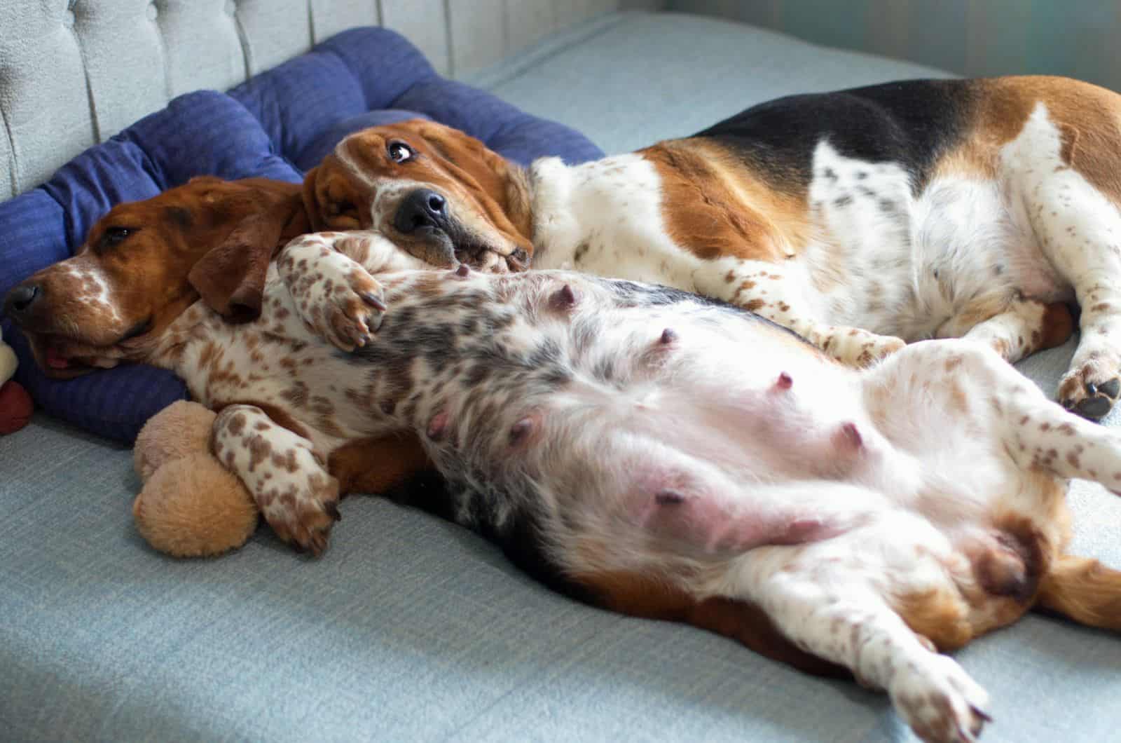 pregnant basset hound