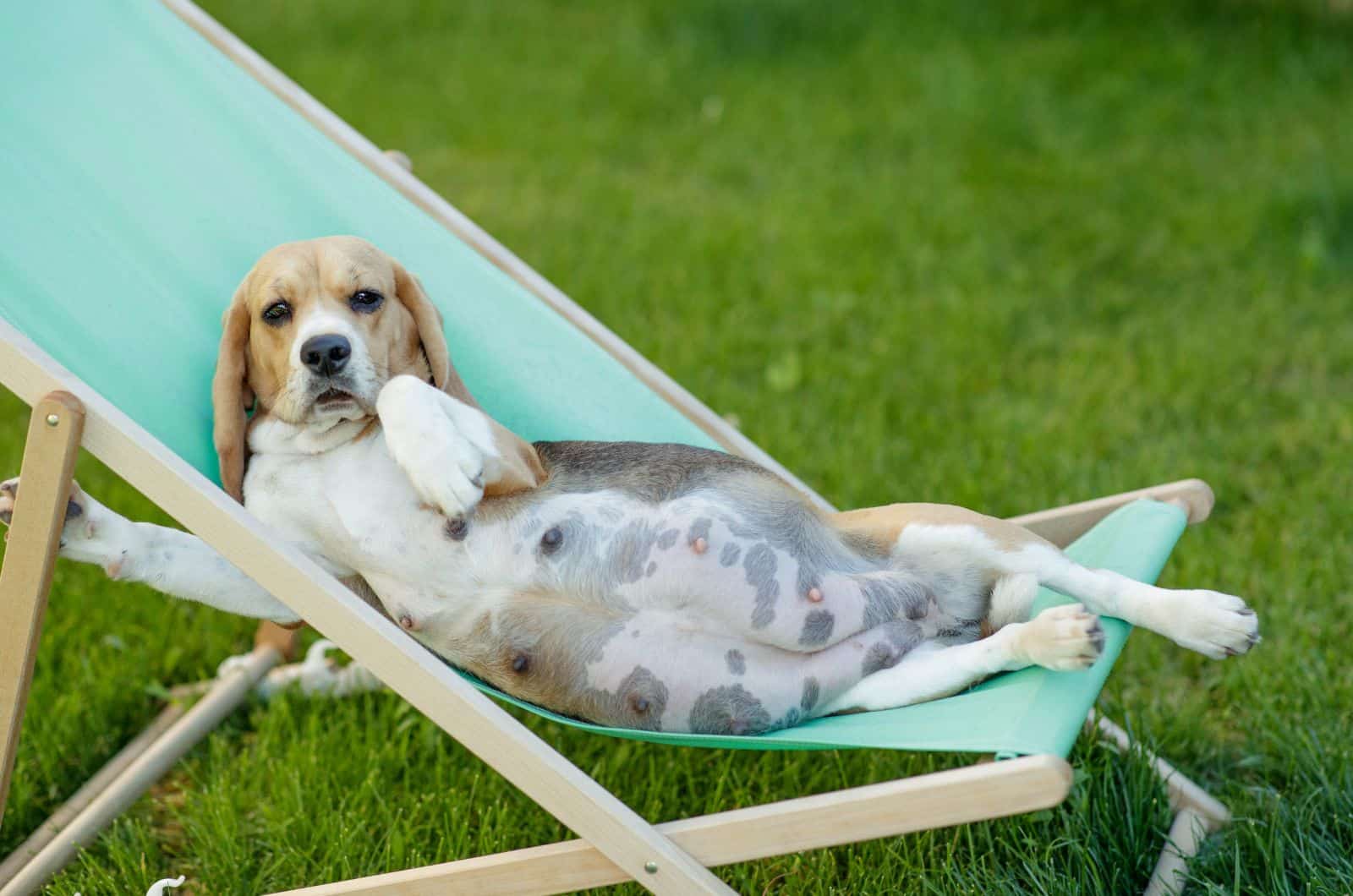 pregnant dog lying on a chair