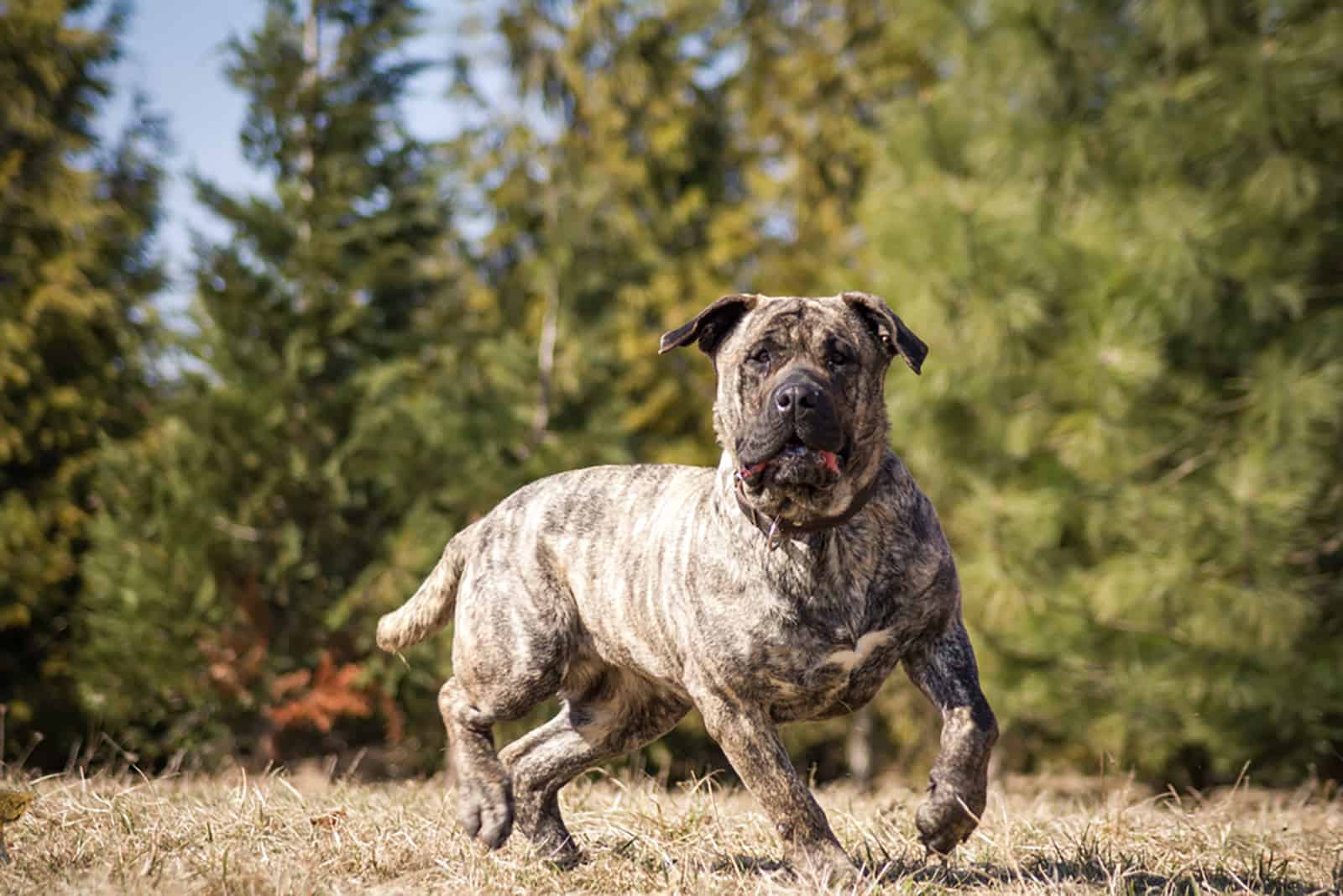 presa canario dog in the park