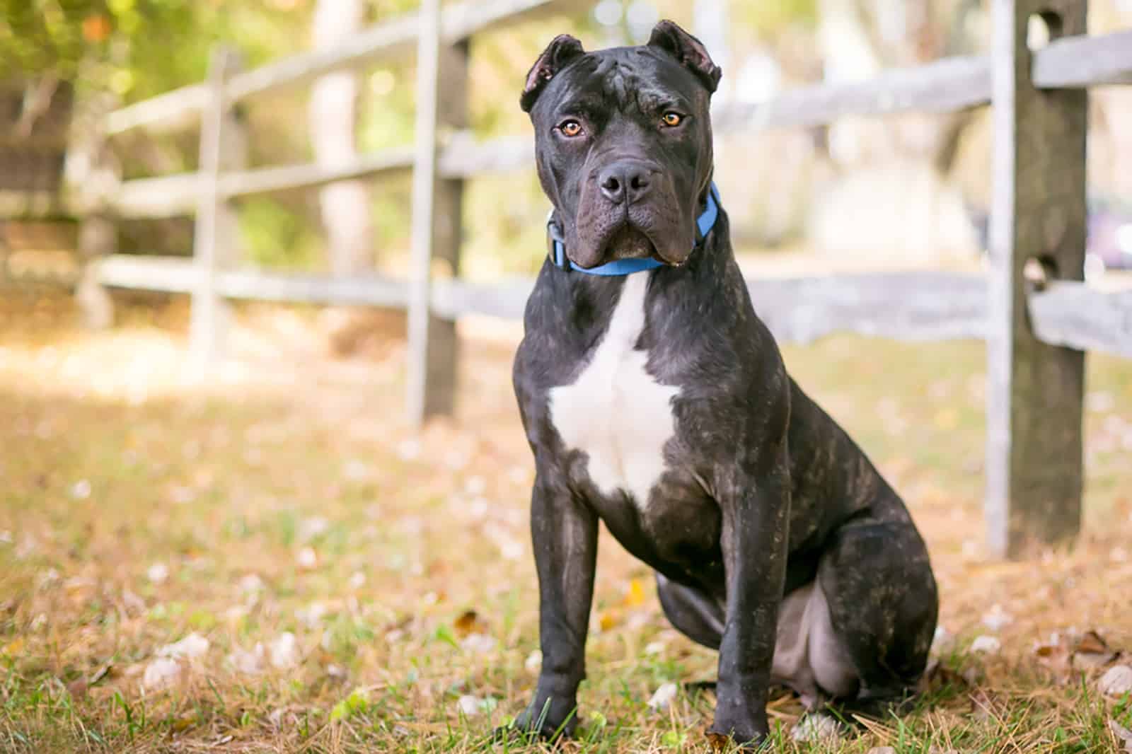 presa canario sitting near the fence