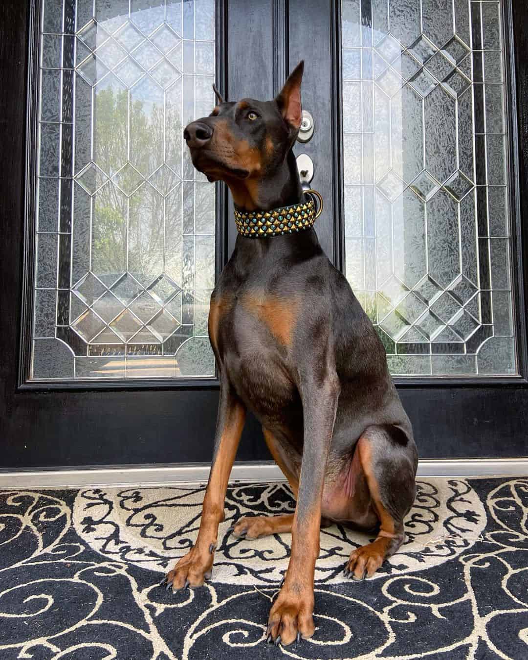 protective blue doberman