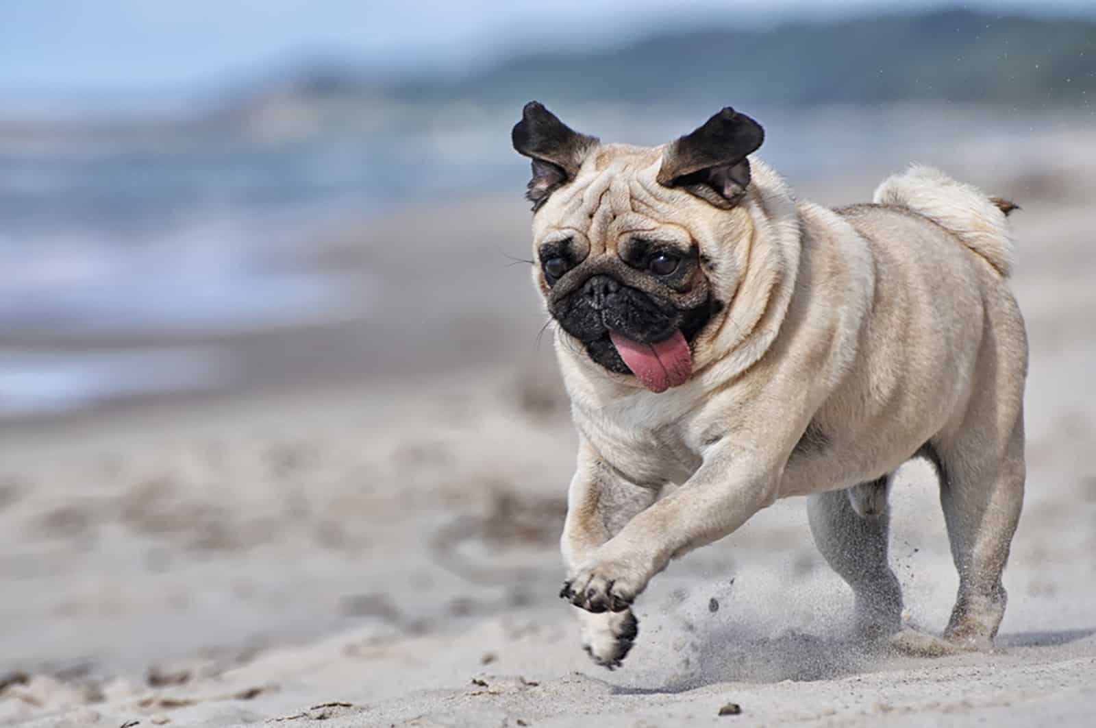 pug dog running on the beach