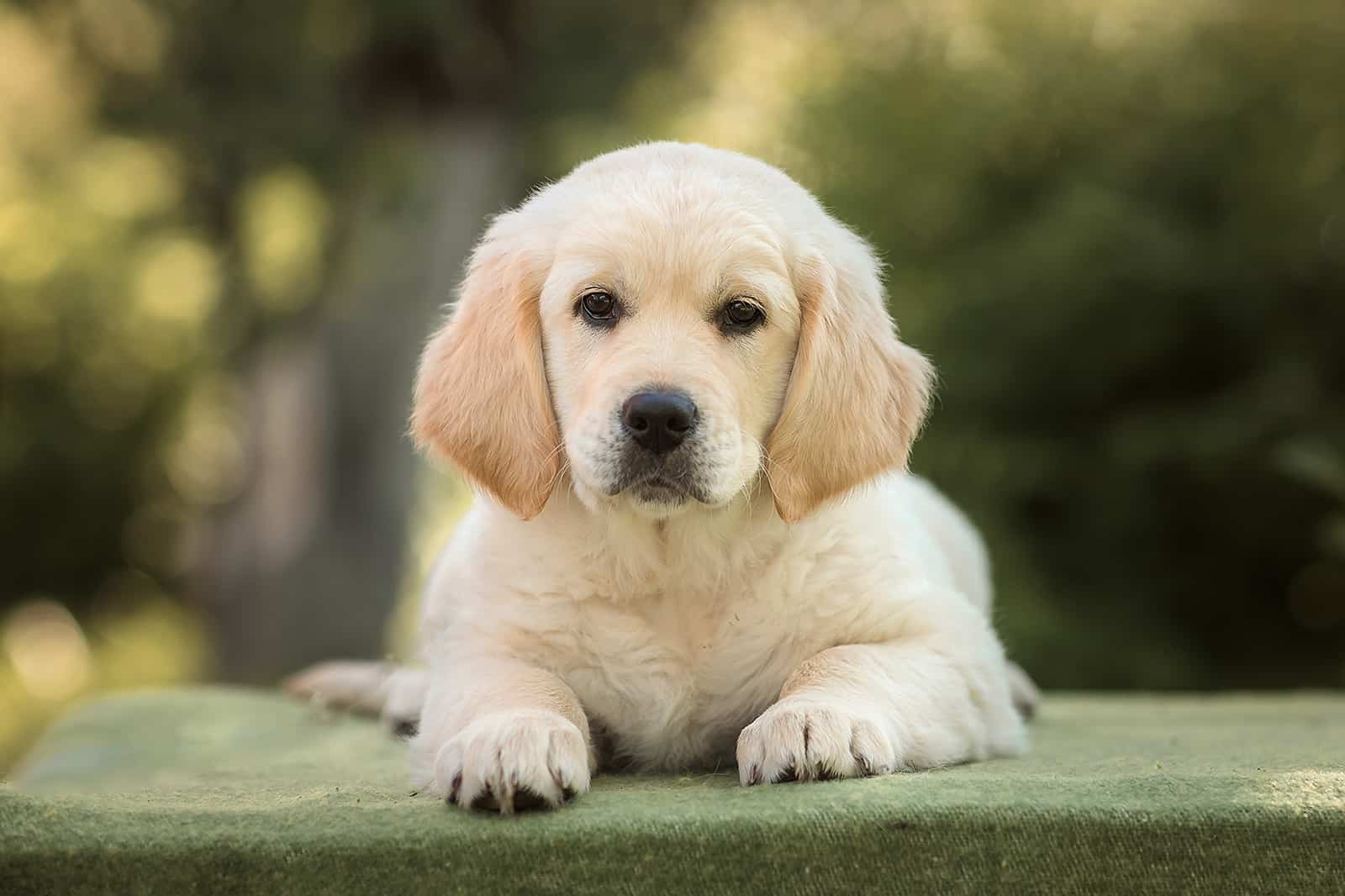 puppy golden retriever sitting outdoors