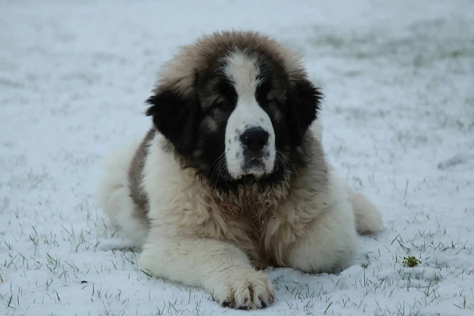 pyrenean mastiff puppy lying in the snow
