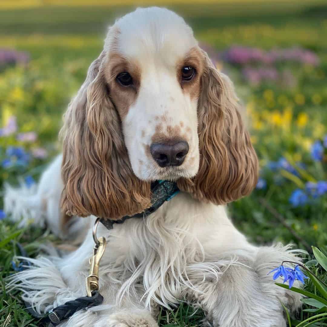 red and white cocker spaniel