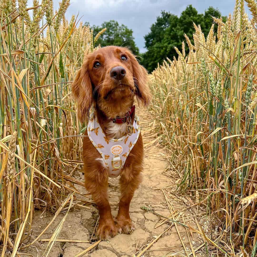 red cocker spaniel