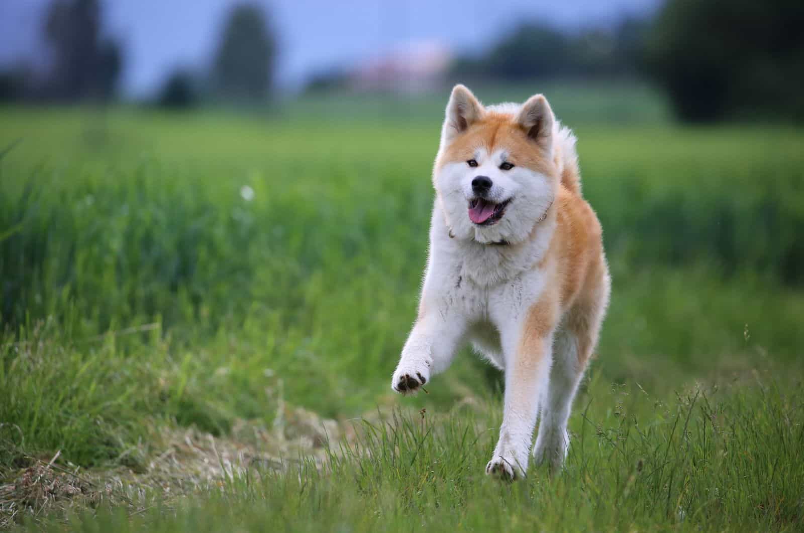 red haired akita running next to a green field