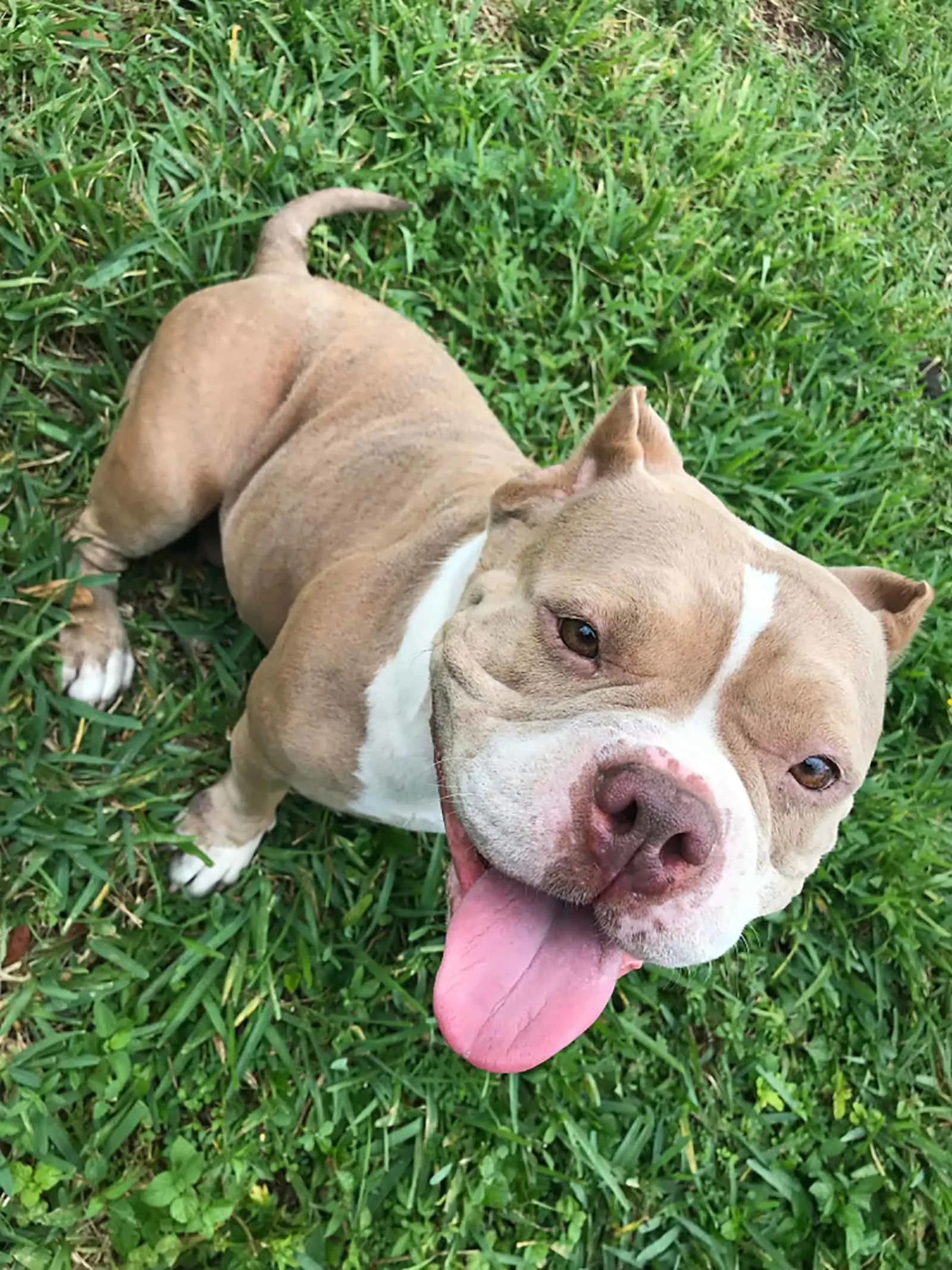 red nose american bully dog sitting in the grass
