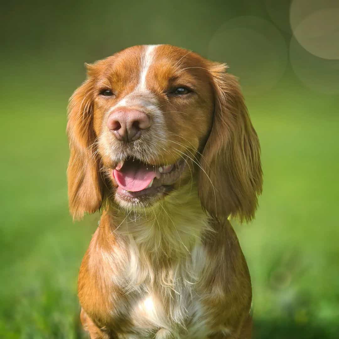 red roan cocker spaniel