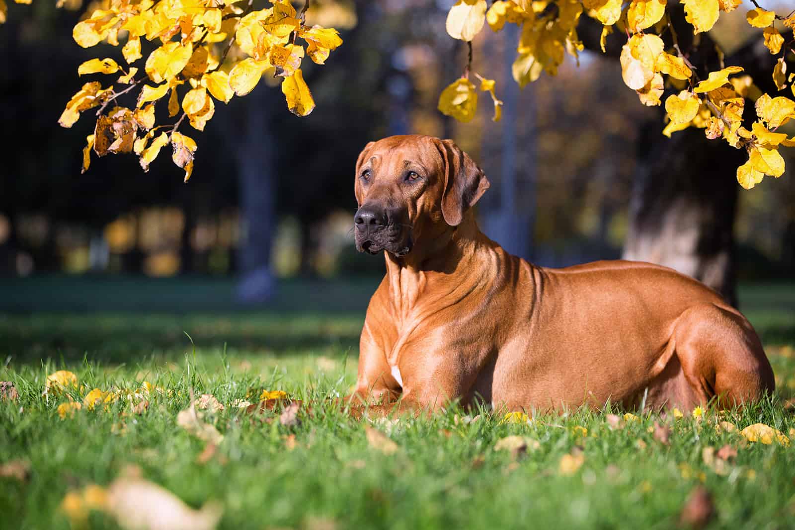 rhodesian ridgeback dog sitting on the lawn