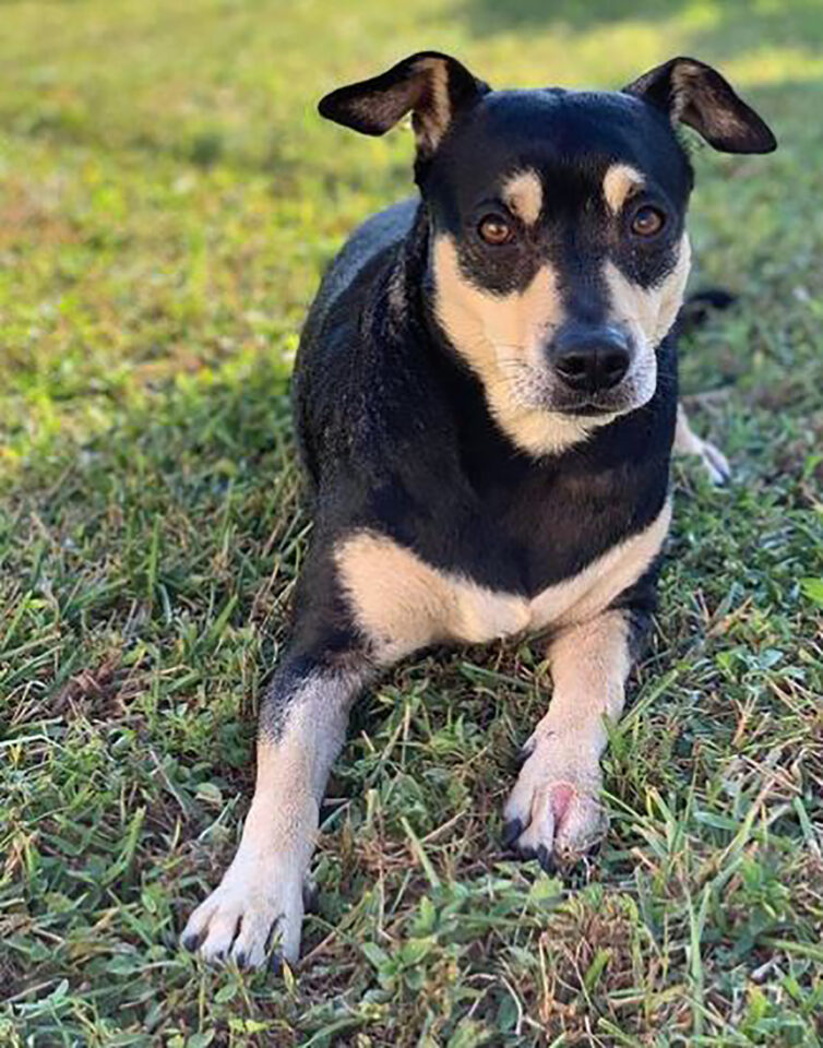 Rottweiler Chihuahua Mix A Gentle Giant Or A Bold Minnie?