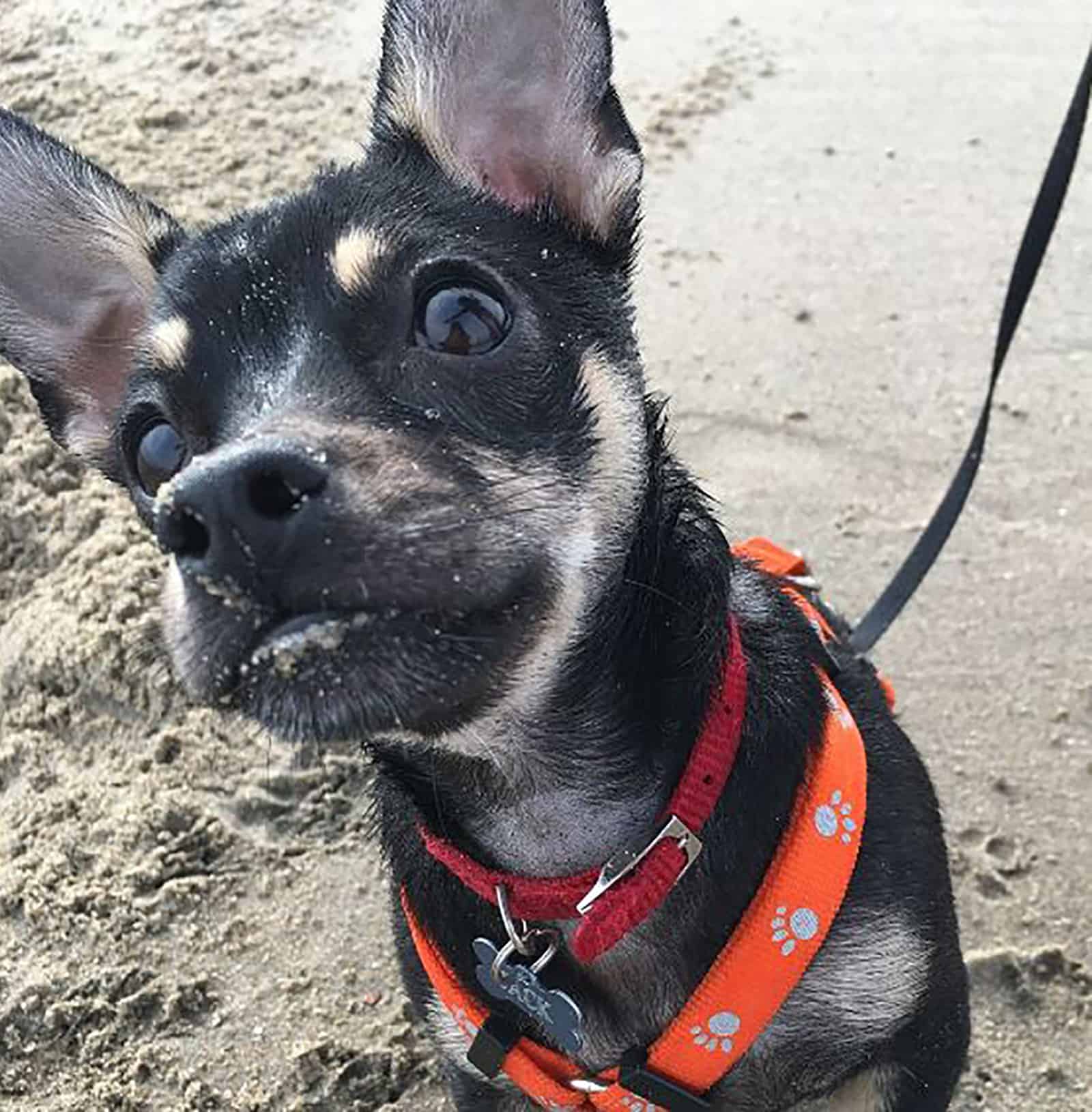 rottweiler chihuahua mix dog on the beach looking into camera 
