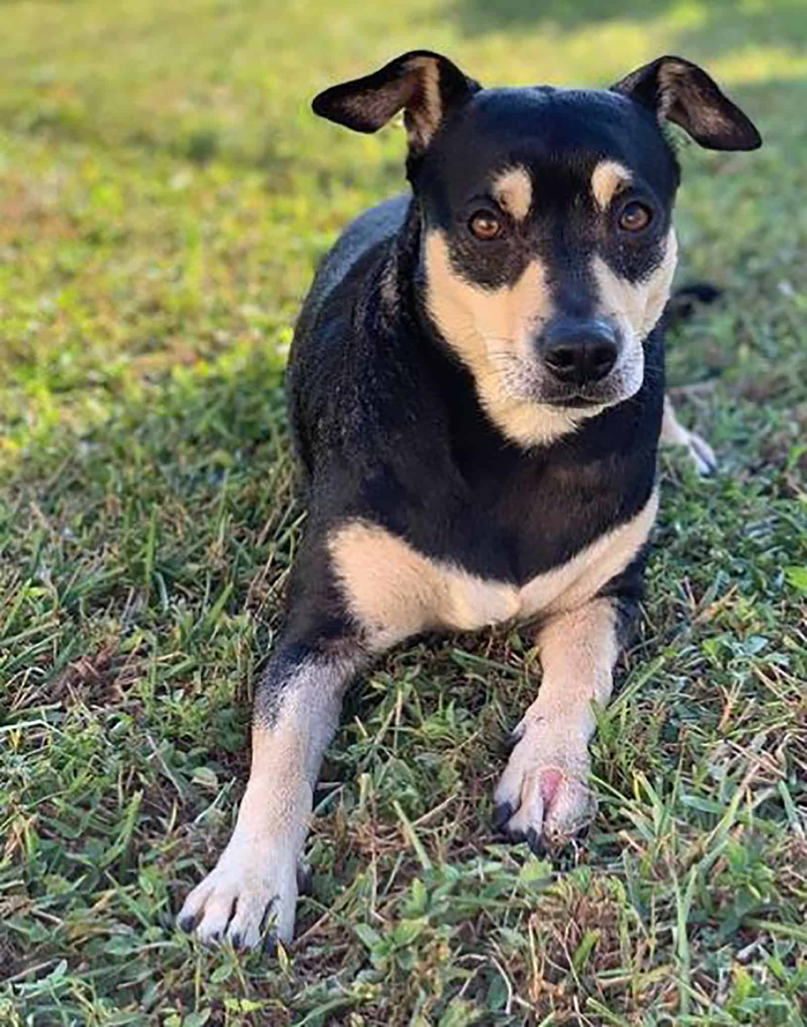 rottweiler chihuahua mix dog relaxing on the grass