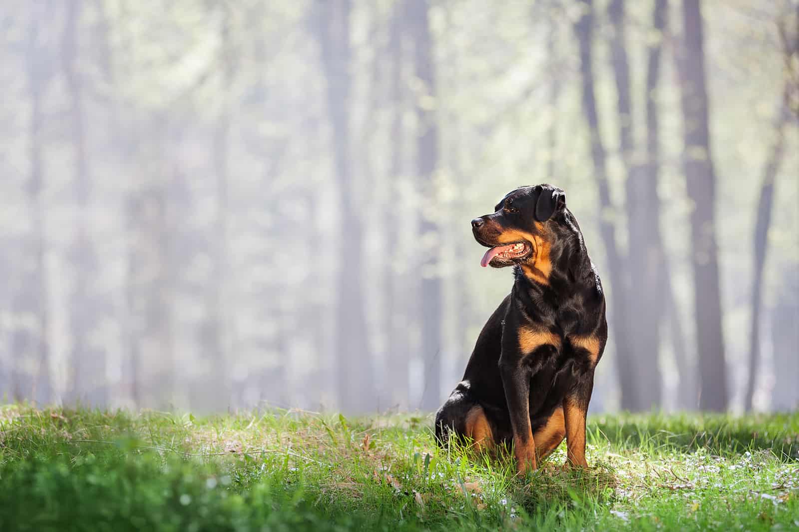 rottweiler dog sitting on the grass