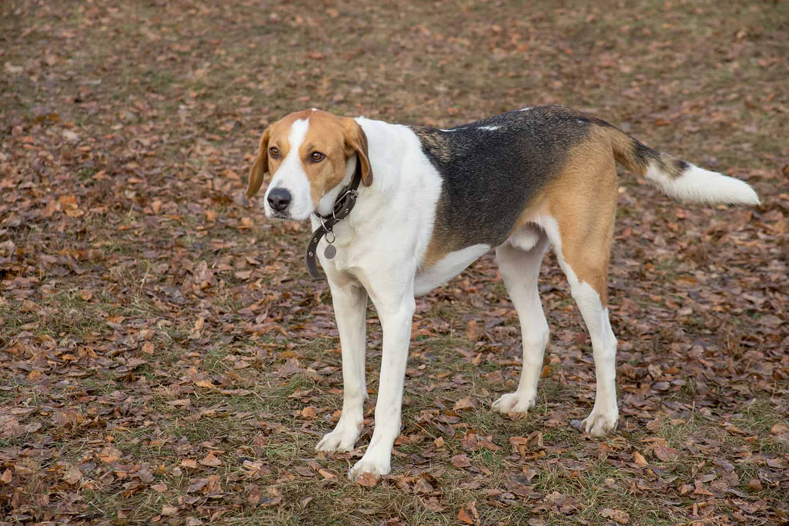 russian harlequin hound standing outdoors