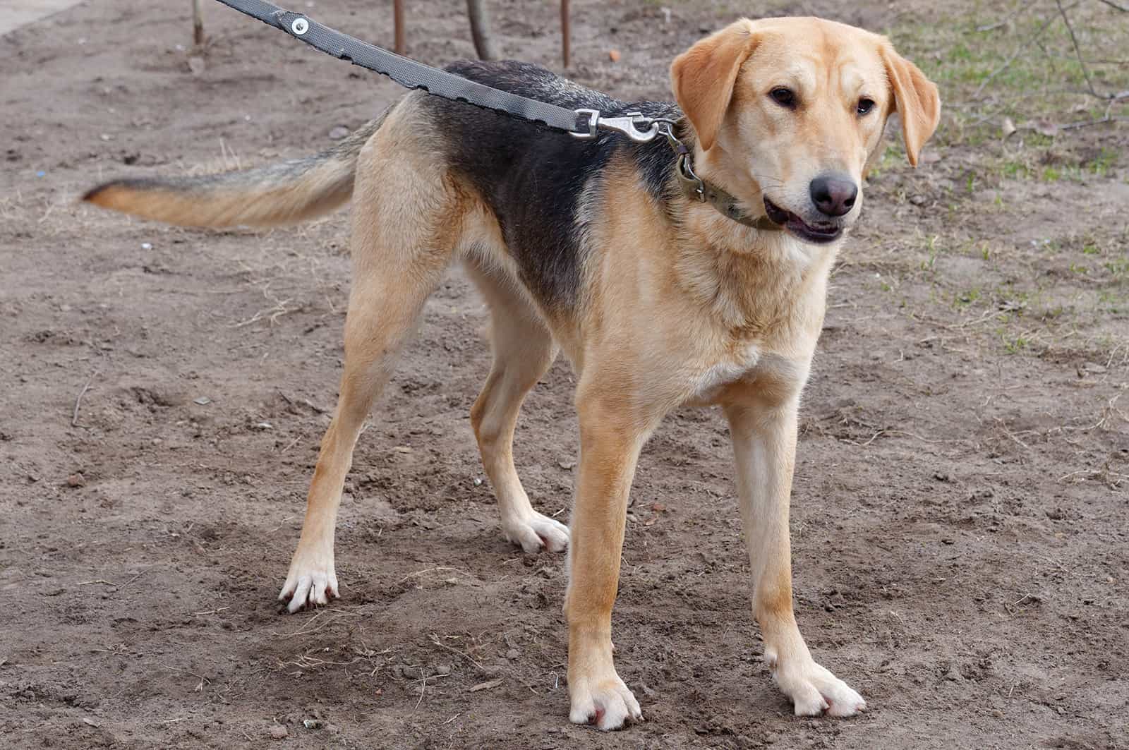 russian hound standing on the ground