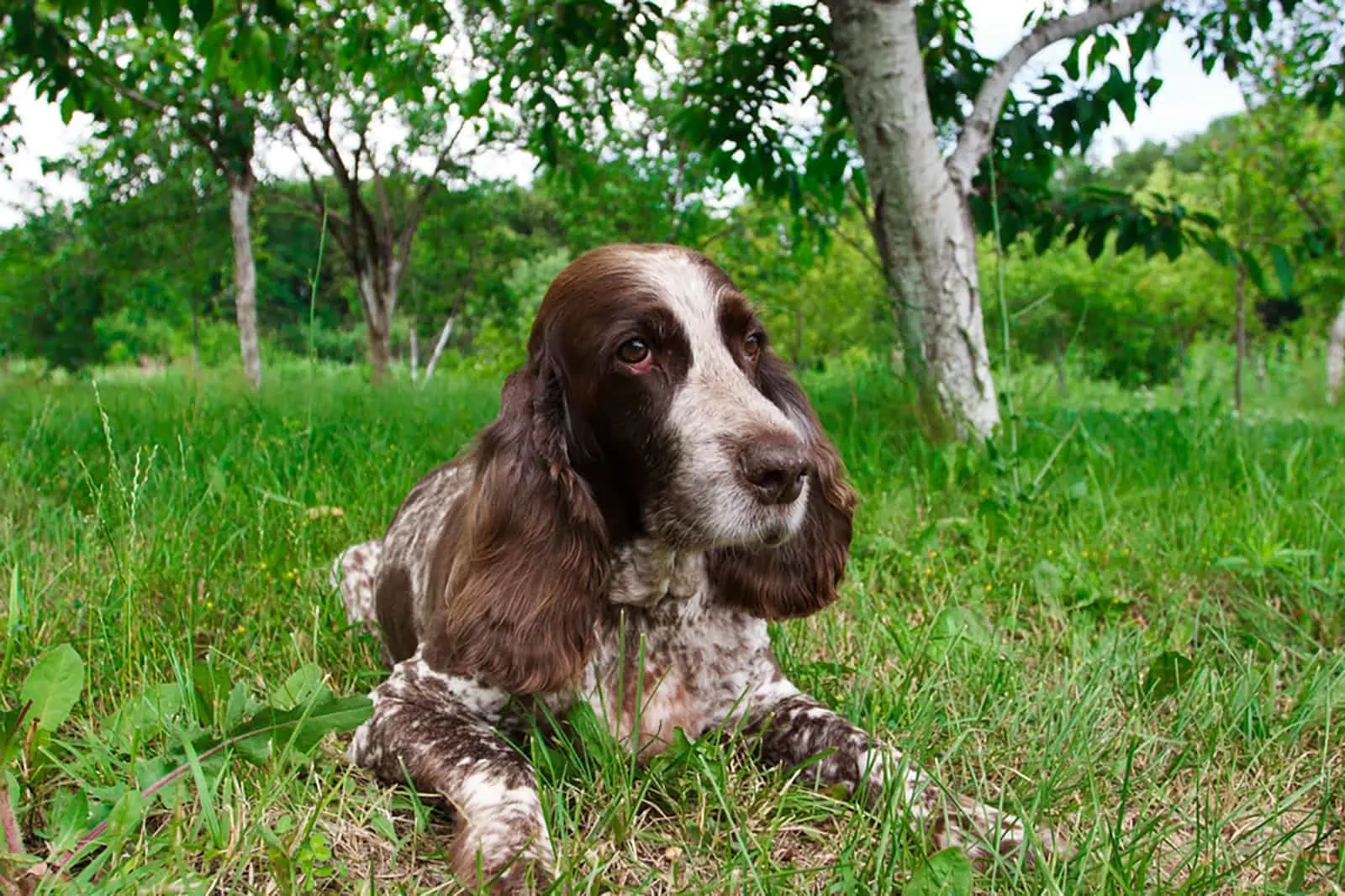 russian spaniel in the forest