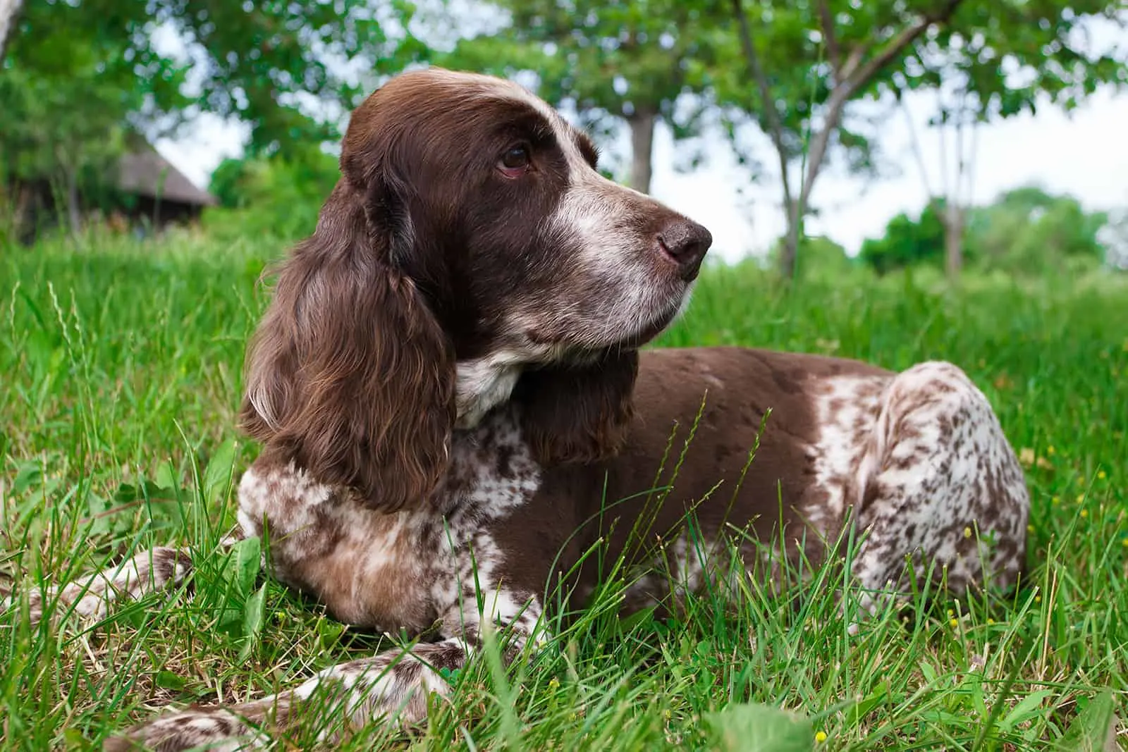 russian spaniel sitting in the grass