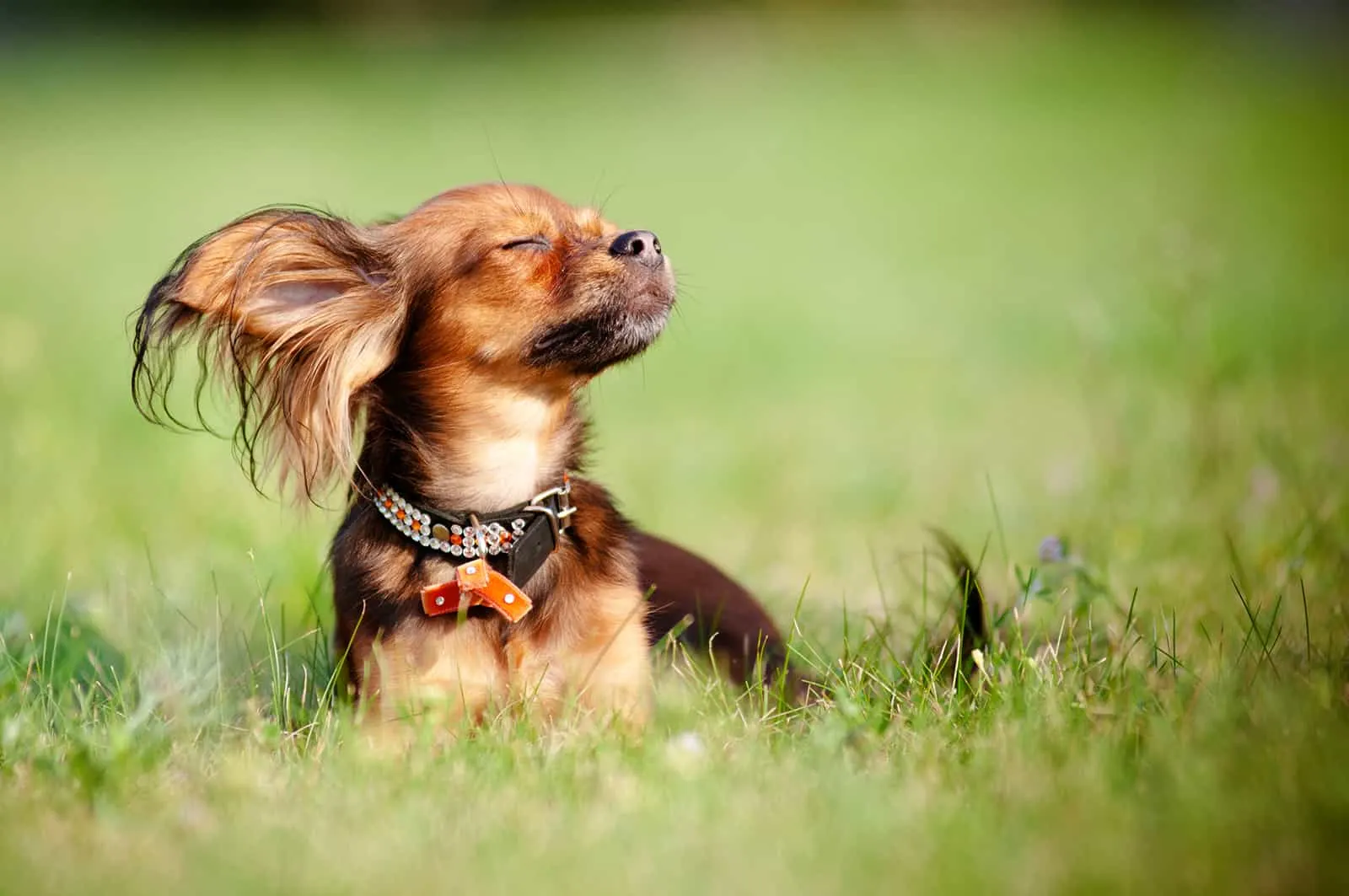 russian toy terrier enjoying the sun