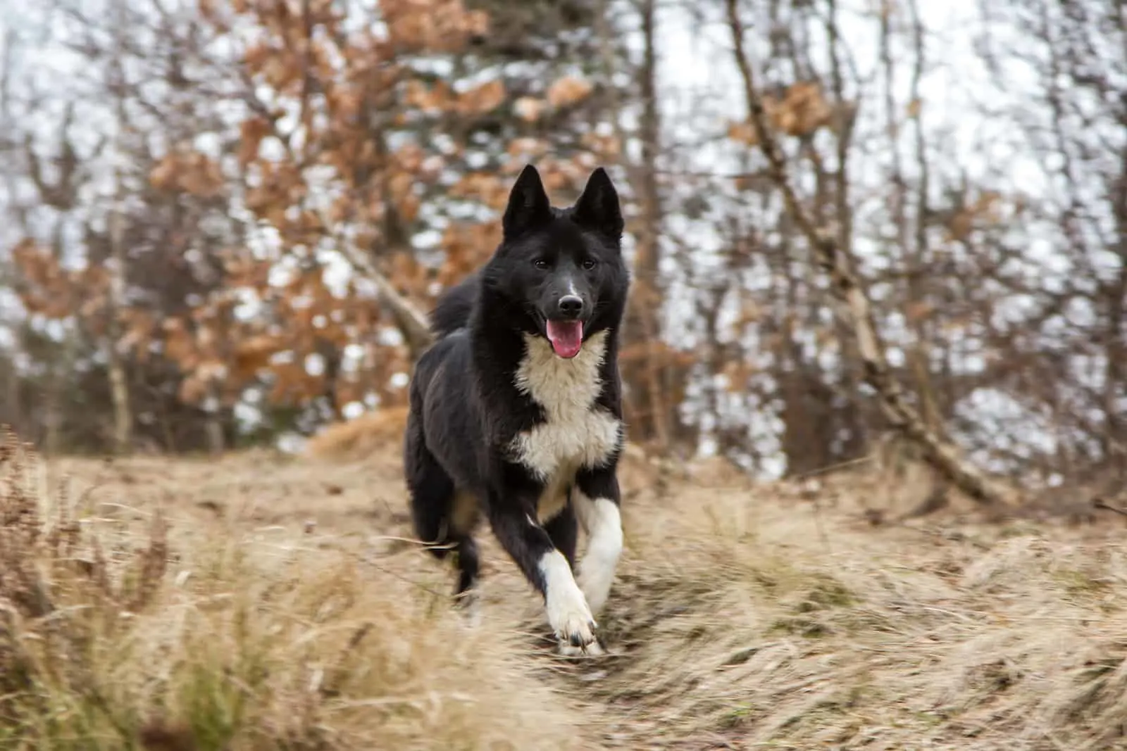 russo-european laika running in the wood