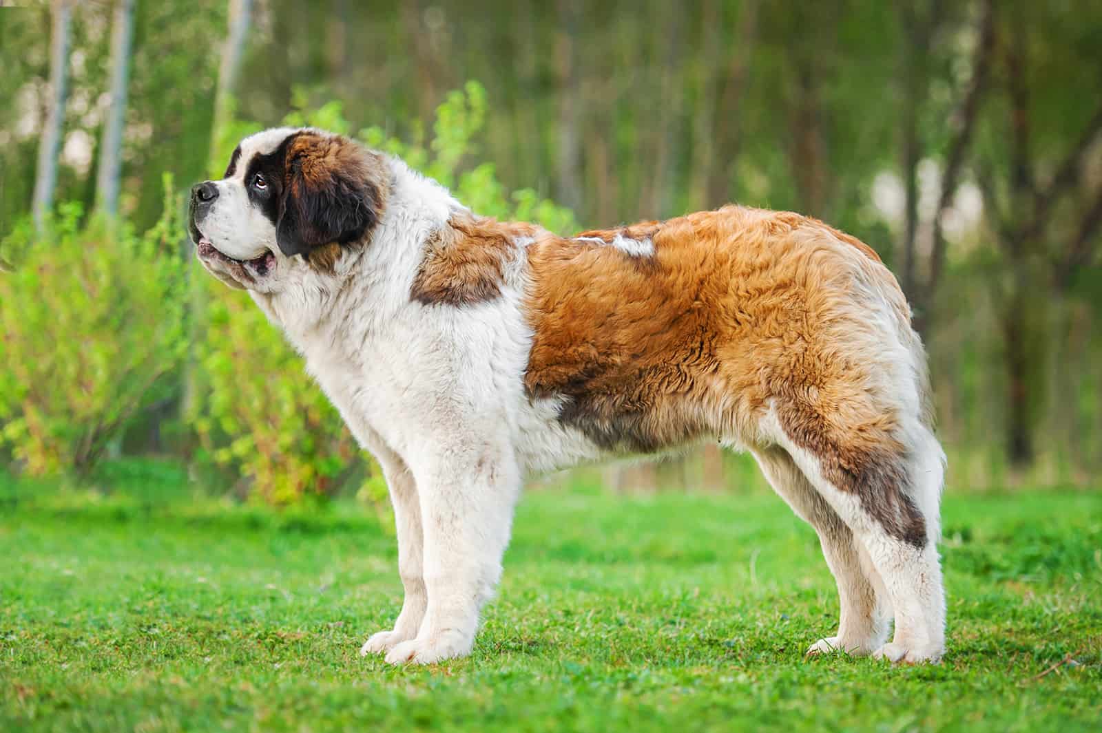 saint bernard dog standing on the lawn