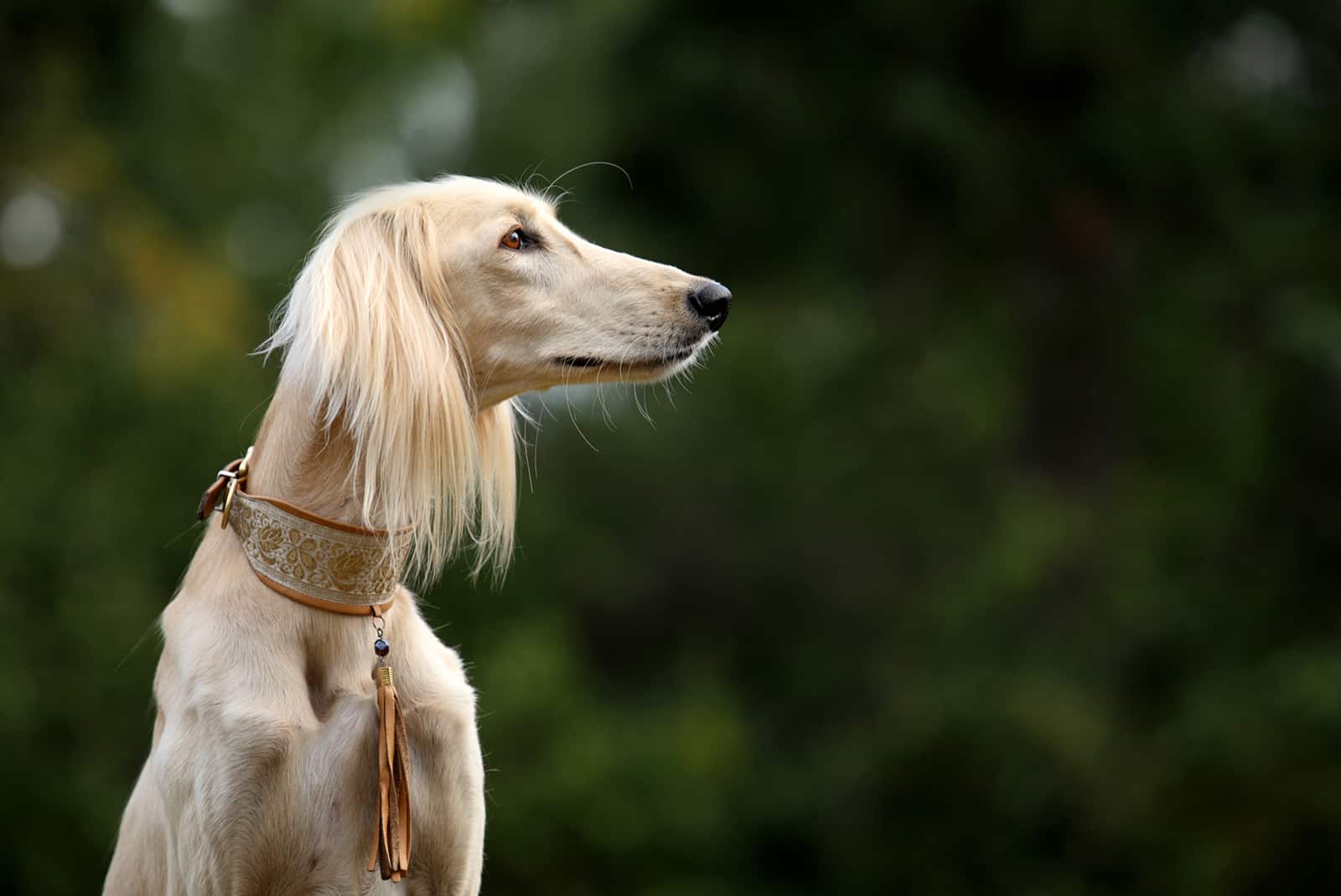 saluki dog in nature