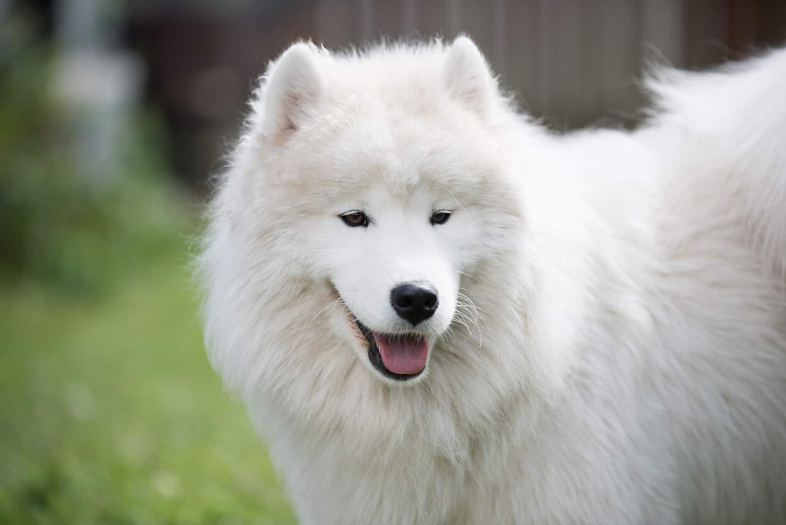 samoyed dog in nature