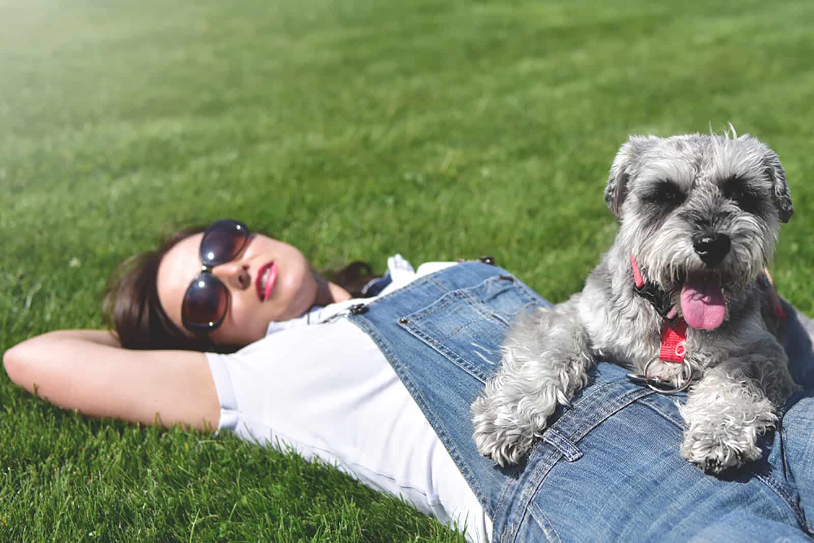schnauzer dog cuddling with owner lying on the grass