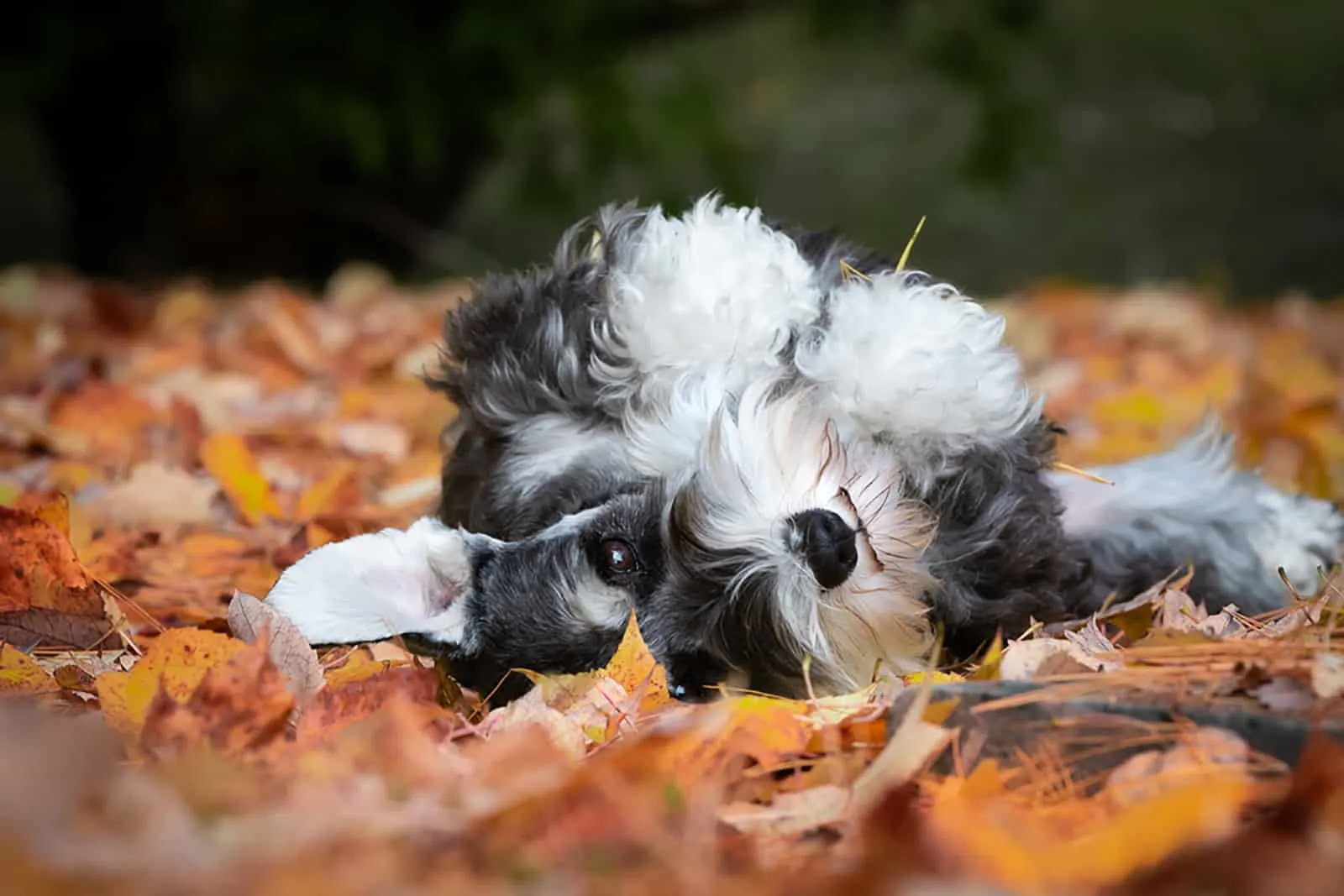 schnauzer dog lying on the dried leaves
