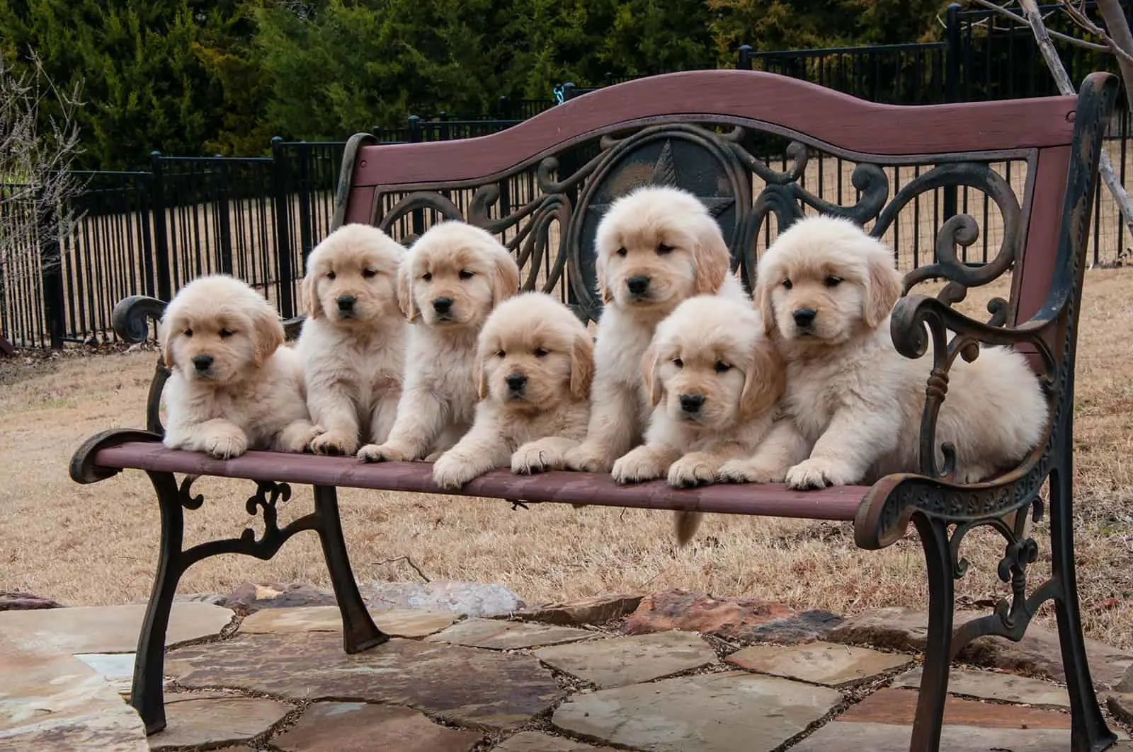 seven golden retriever puppies sitting on the bench