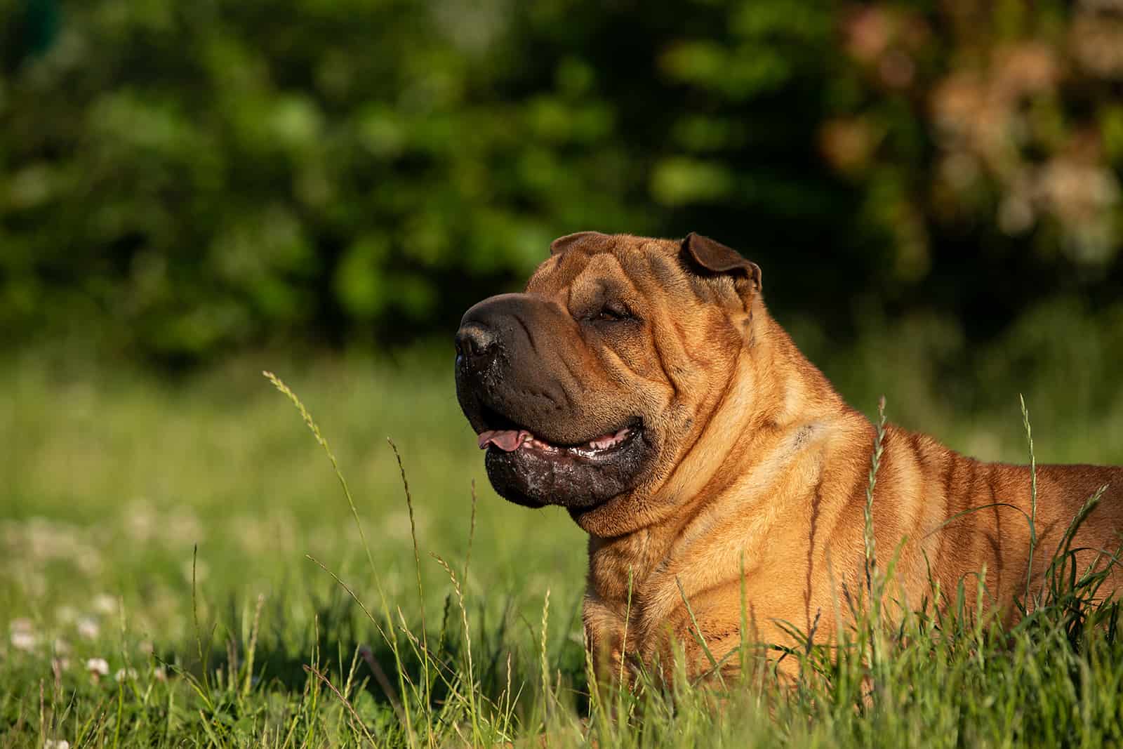 shar pei dog lying in the grass