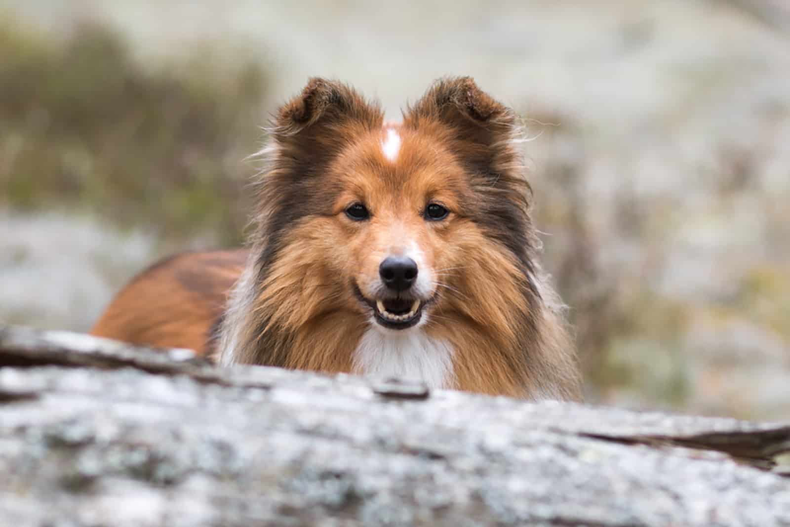 shetland sheepdog in the forest