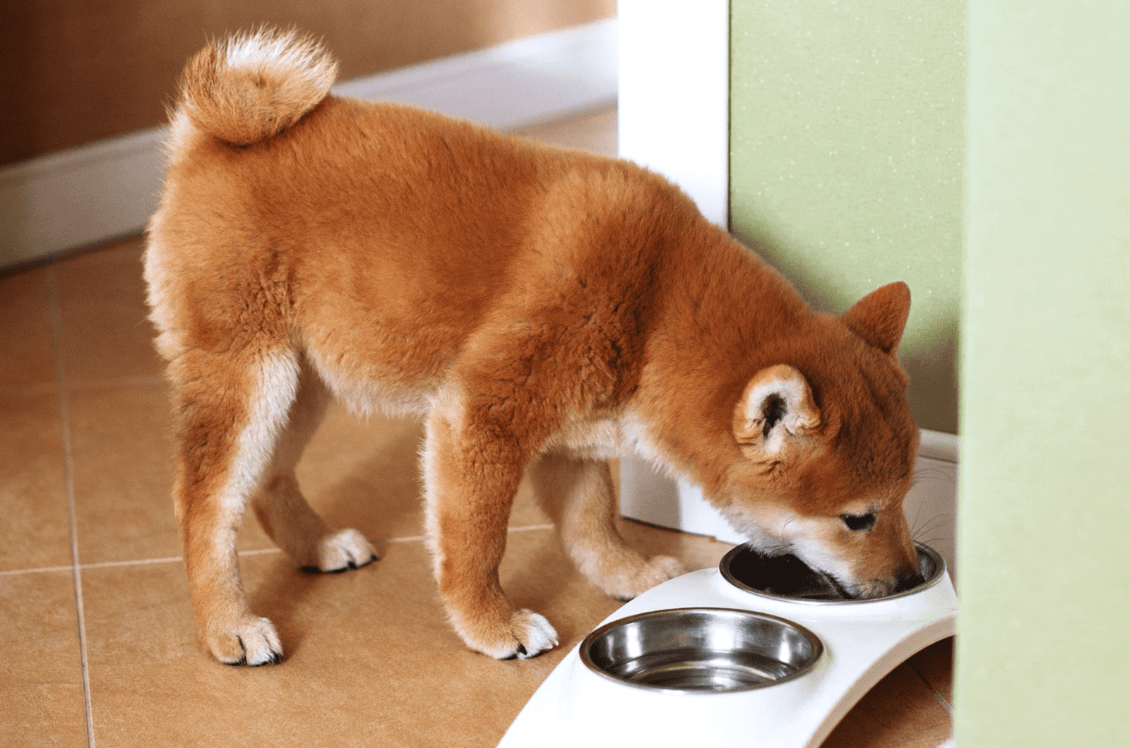 shiba inu eating food