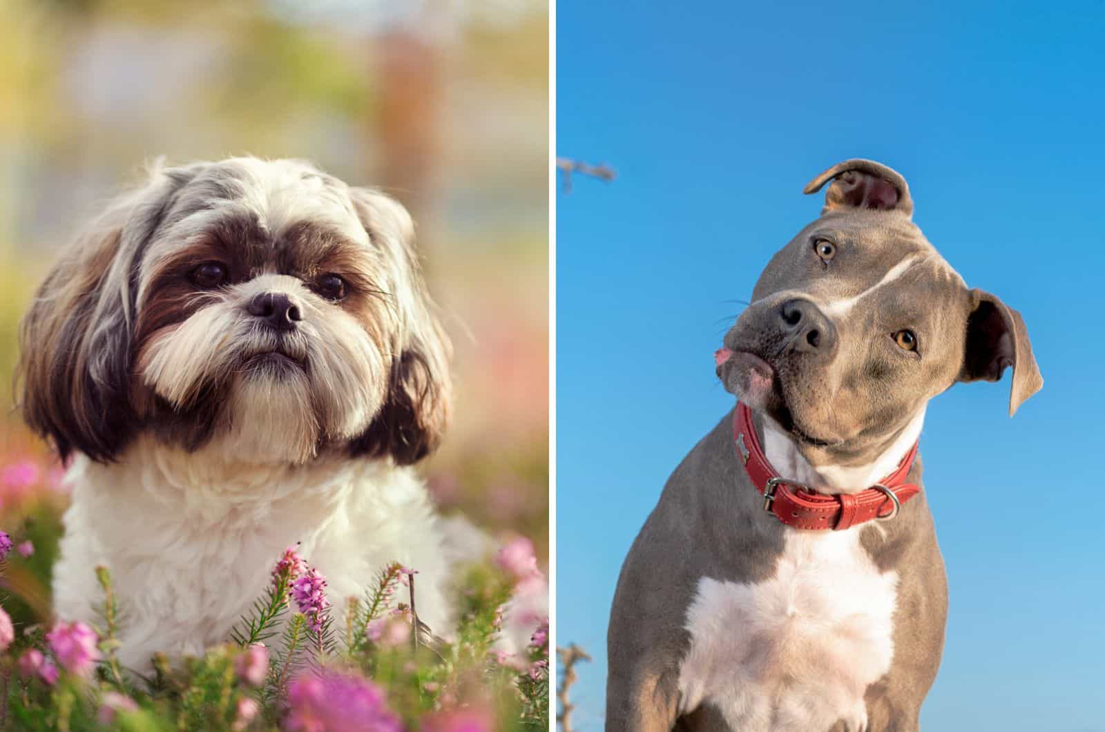 shih tzu and pitbull mix