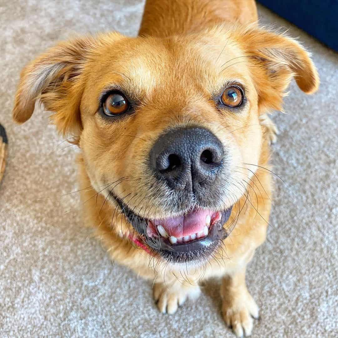 shih tzu pitbull mix