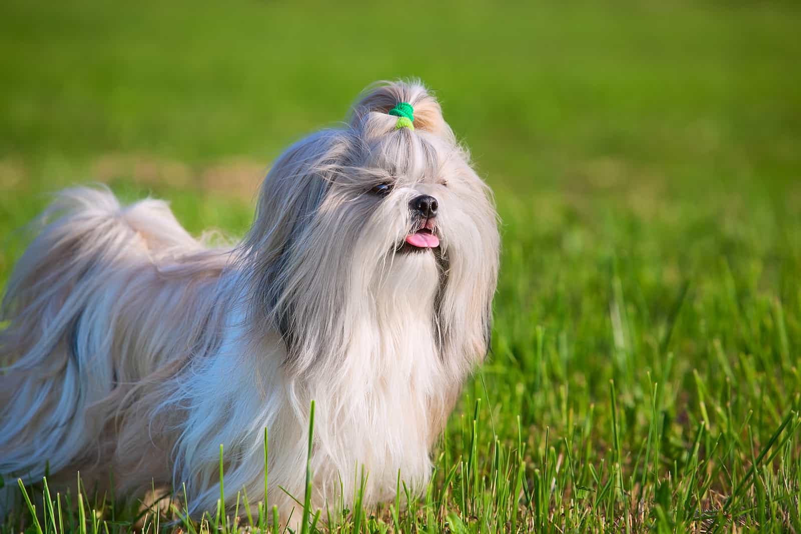 shih tzu dog standing on the lawn