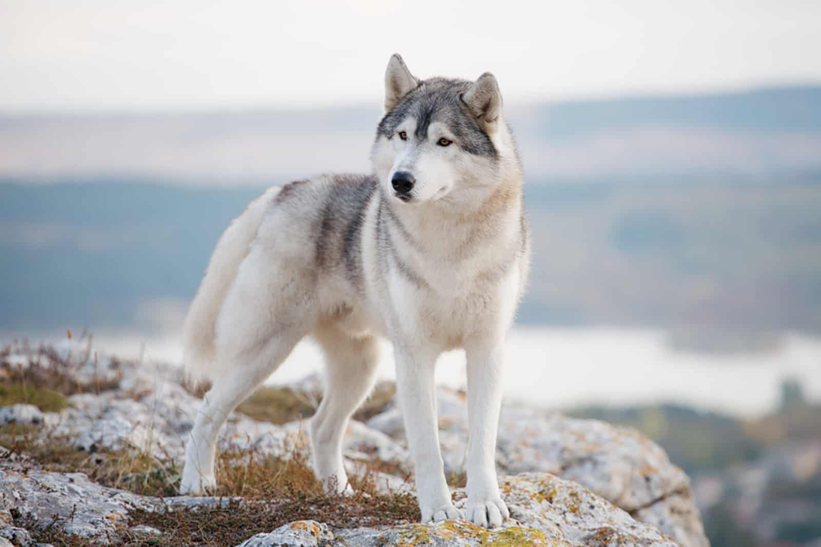 siberian husky standing on a mountain