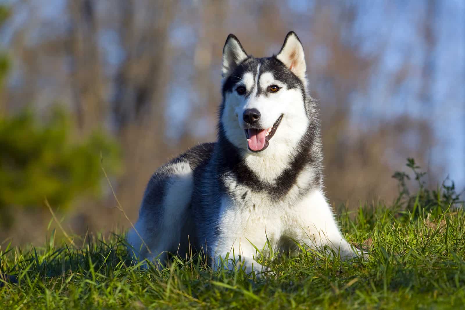 siberian husky sitting on the grass