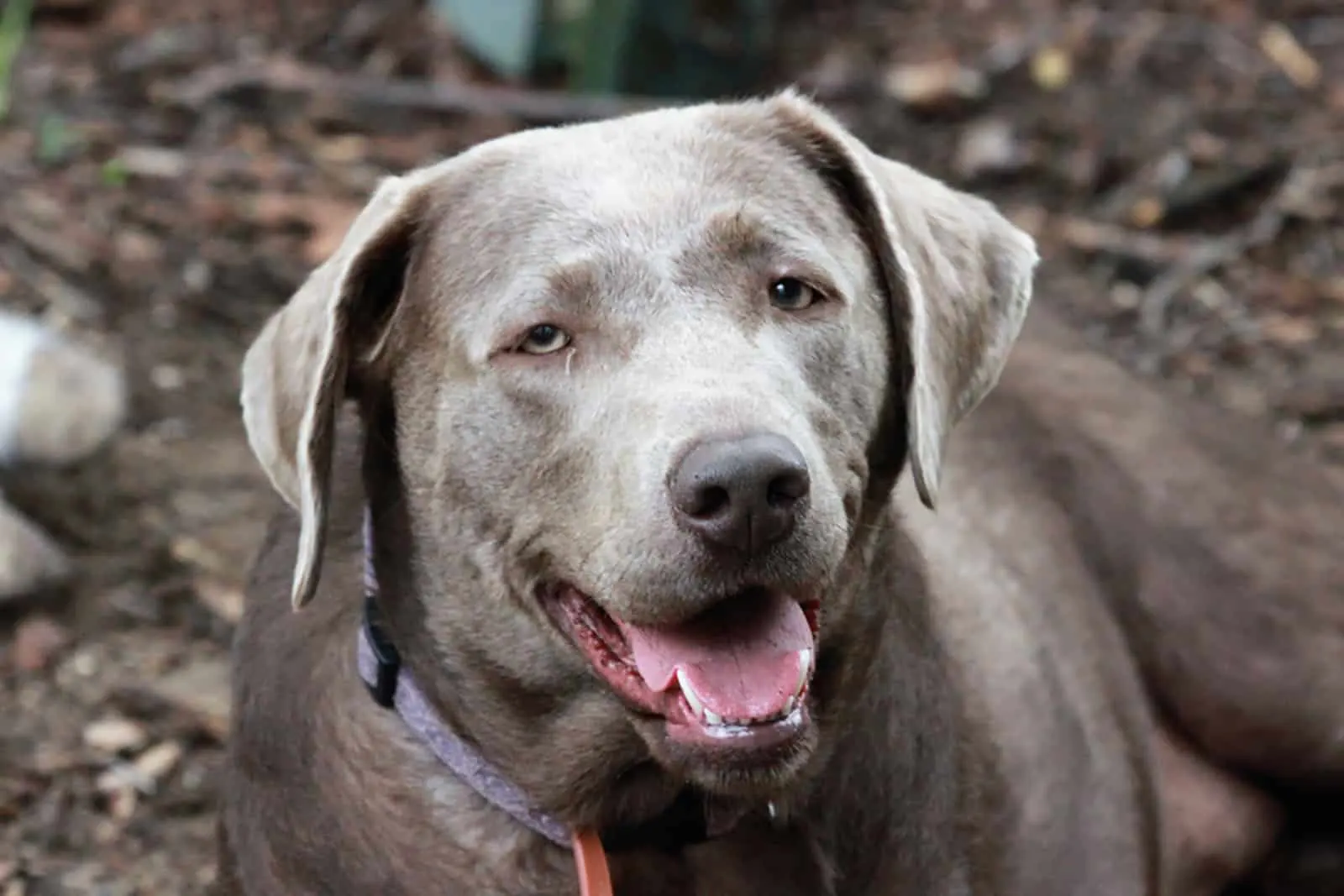 silver labrador lying outdoor