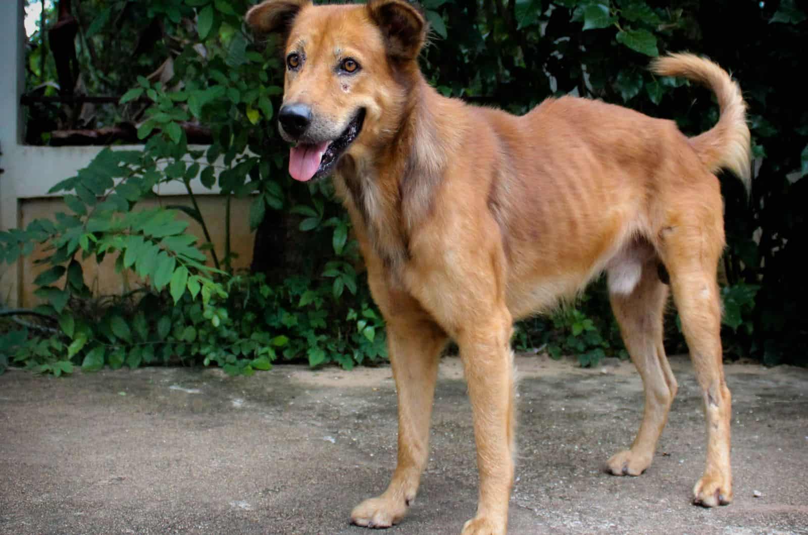 skinny dog standing outdoor