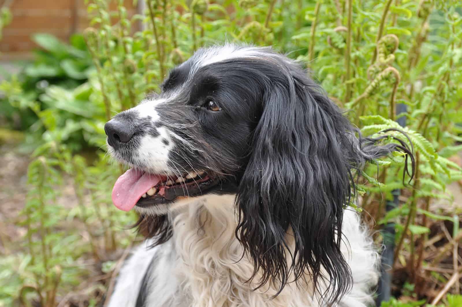 are bananas good for the english springer spaniel